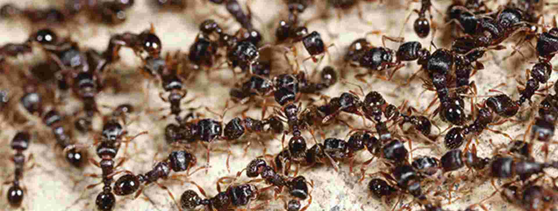 Hoe bestrijd ik mieren? 
