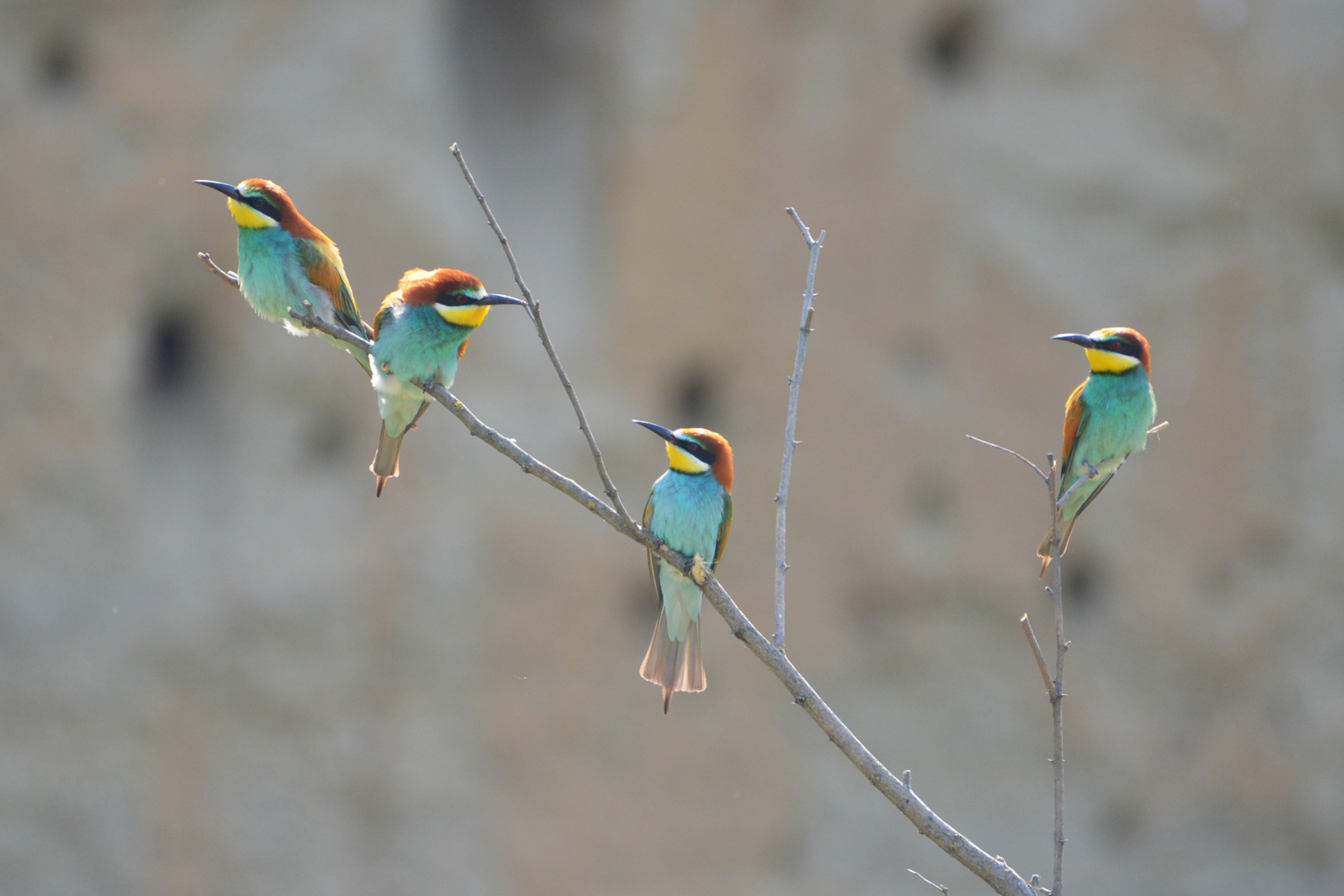 Vier Bienenfresser sitzen auf einem Ast vor einer Brutwand. 