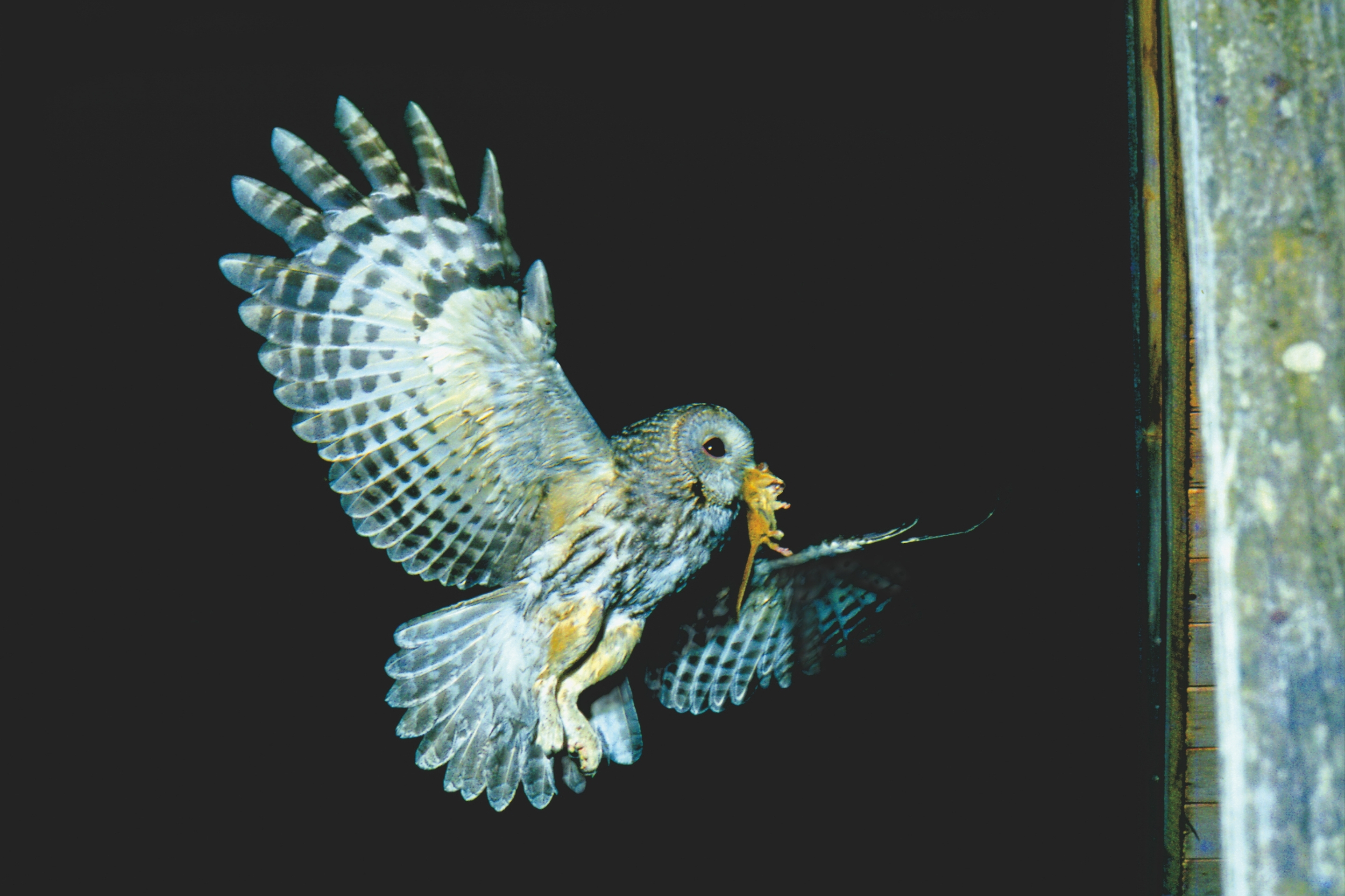 Ein adulter Waldkauz fliegt mit einer Maus im Schnabel zu seinem Nachwuchs in der Nacht.