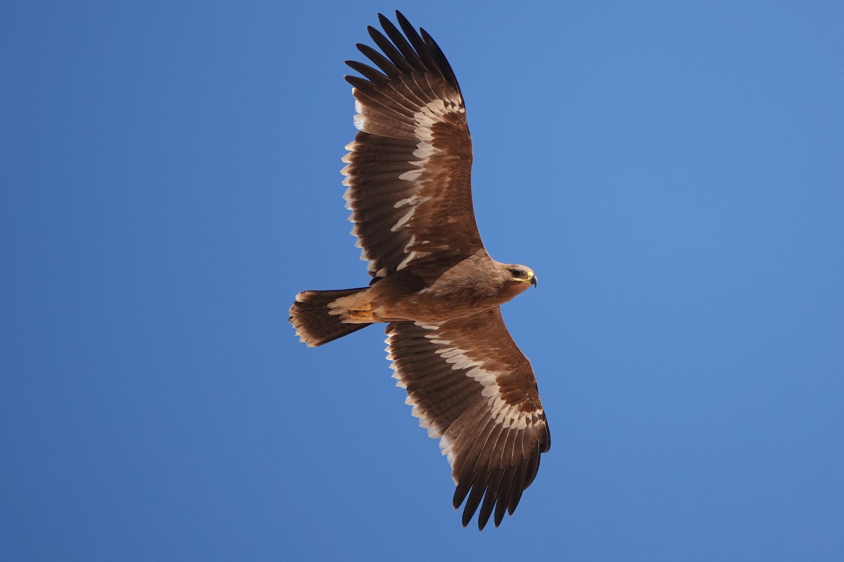  Ein Steppenadler über dem Himmel im Oman.