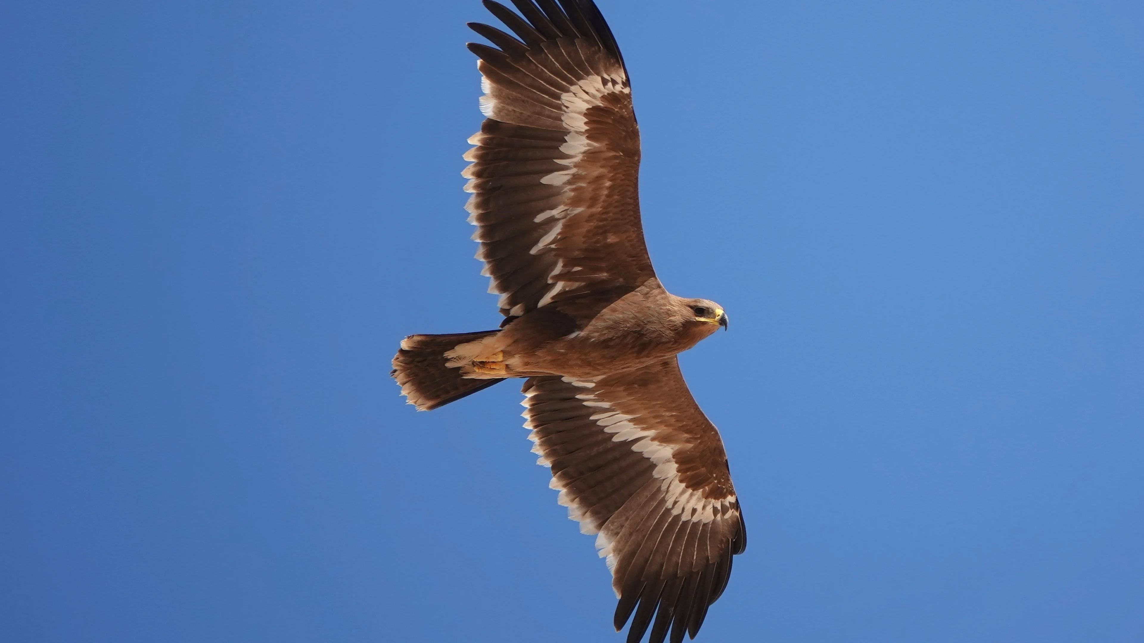 Ein Steppenadler über dem Himmel im Oman.
