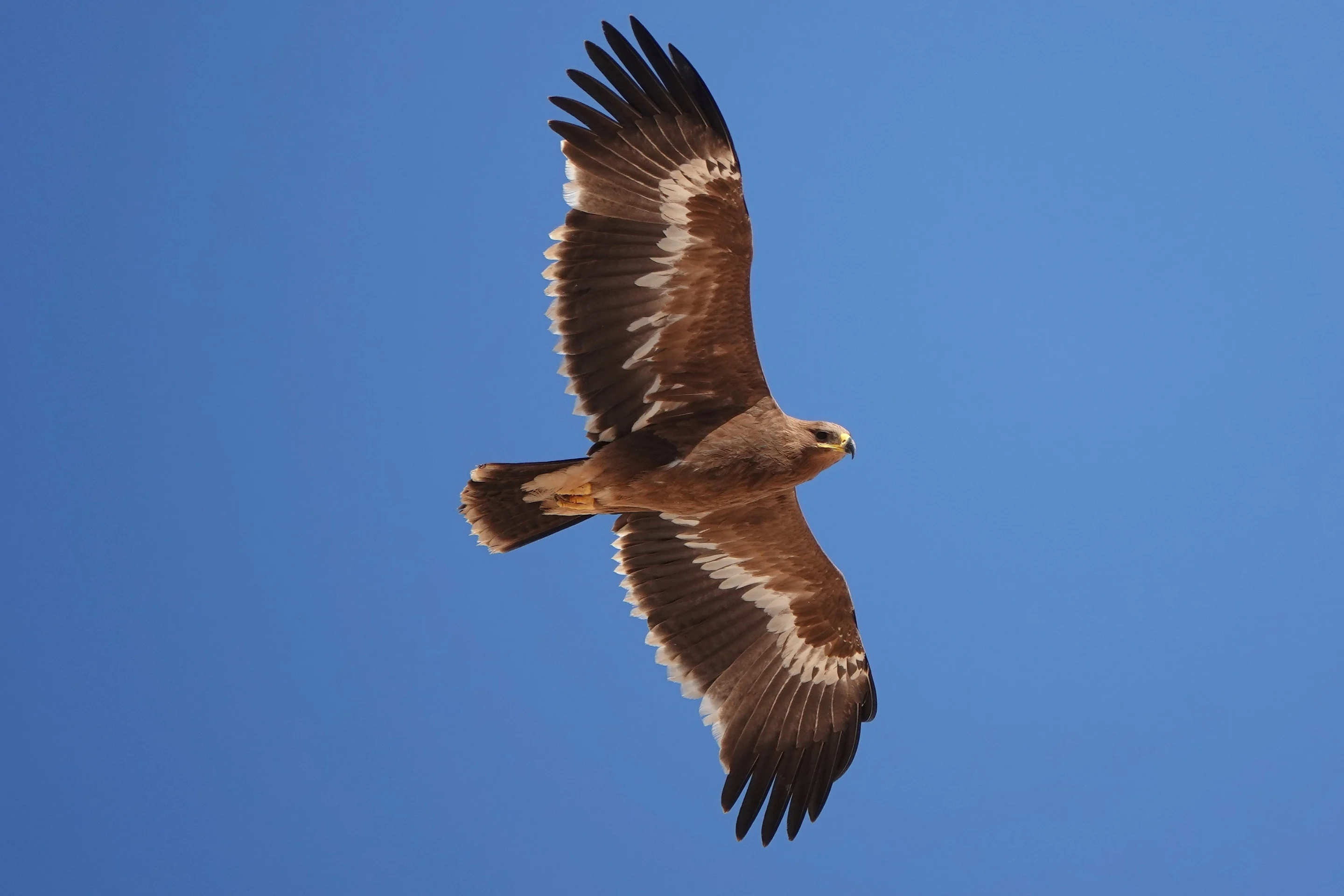Ein Steppenadler über dem Himmel im Oman.
