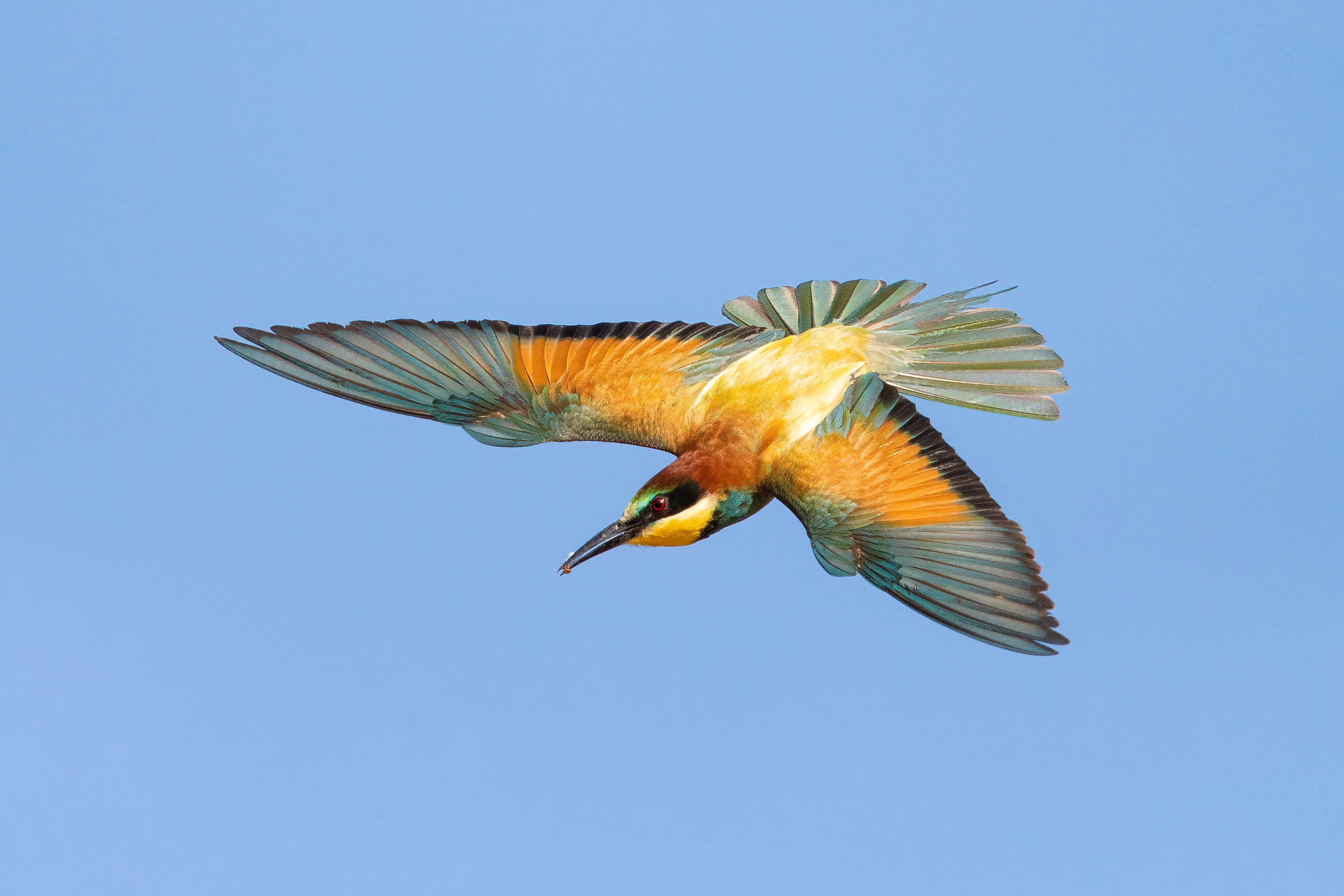 Ein Bienenfresser im Flug vor strahlend blauem Himmel.