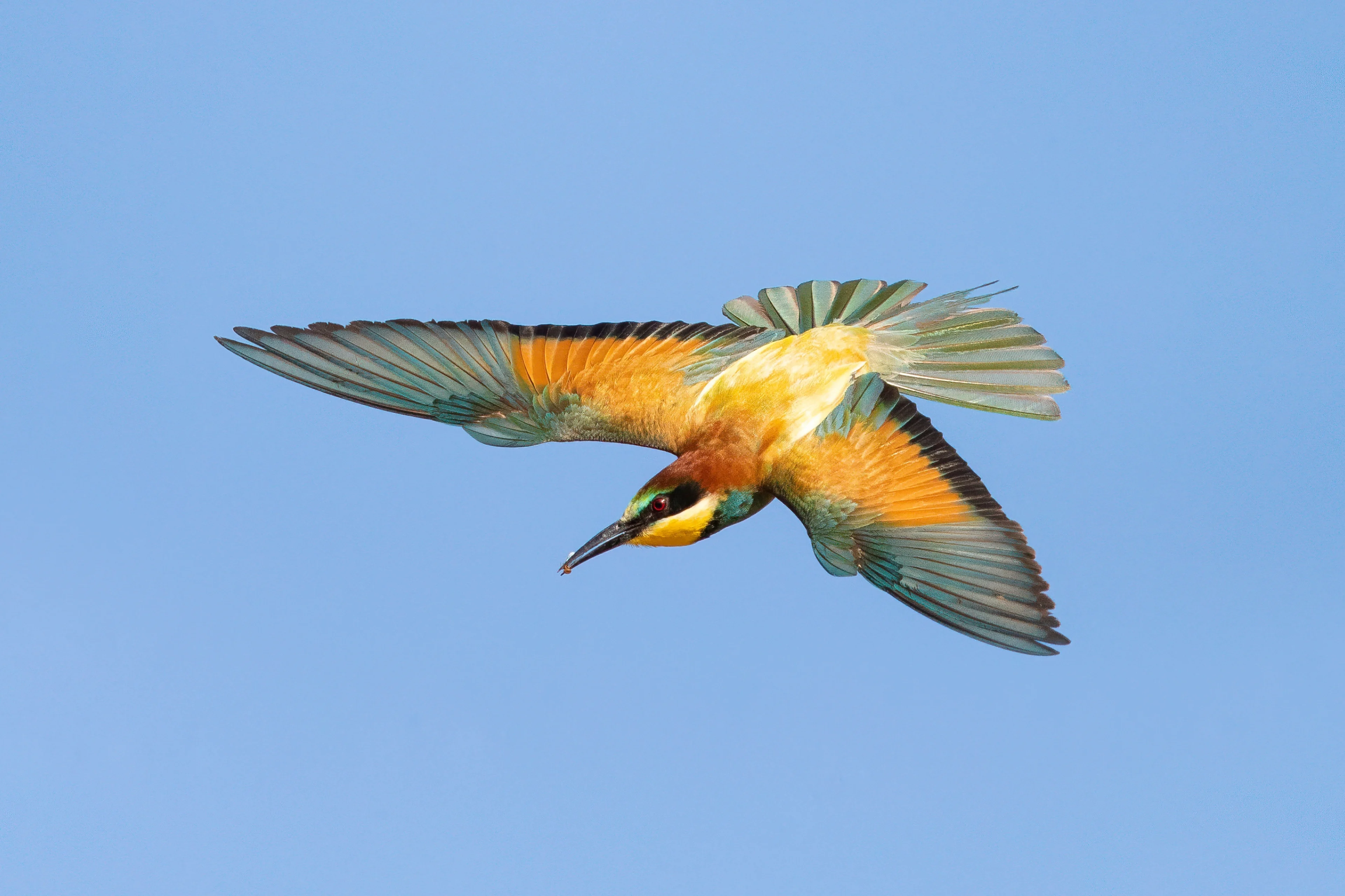 Ein Bienenfresser im Flug vor strahlend blauem Himmel.