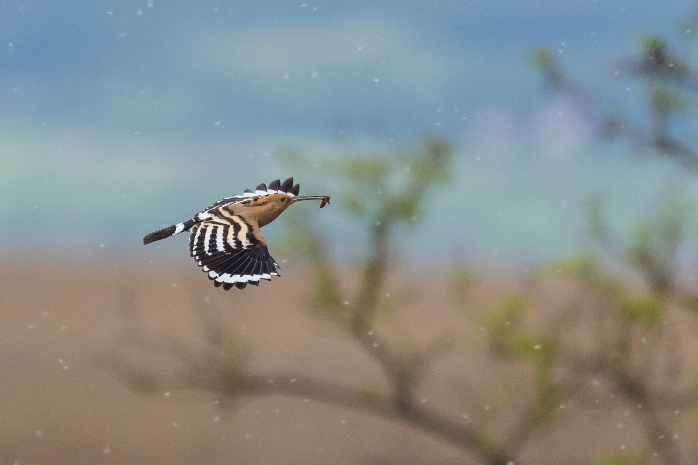 Ein Wiedehopf mit Nahrung im Schnabel im Nationalpark Neusiedler See-Seewinkel.