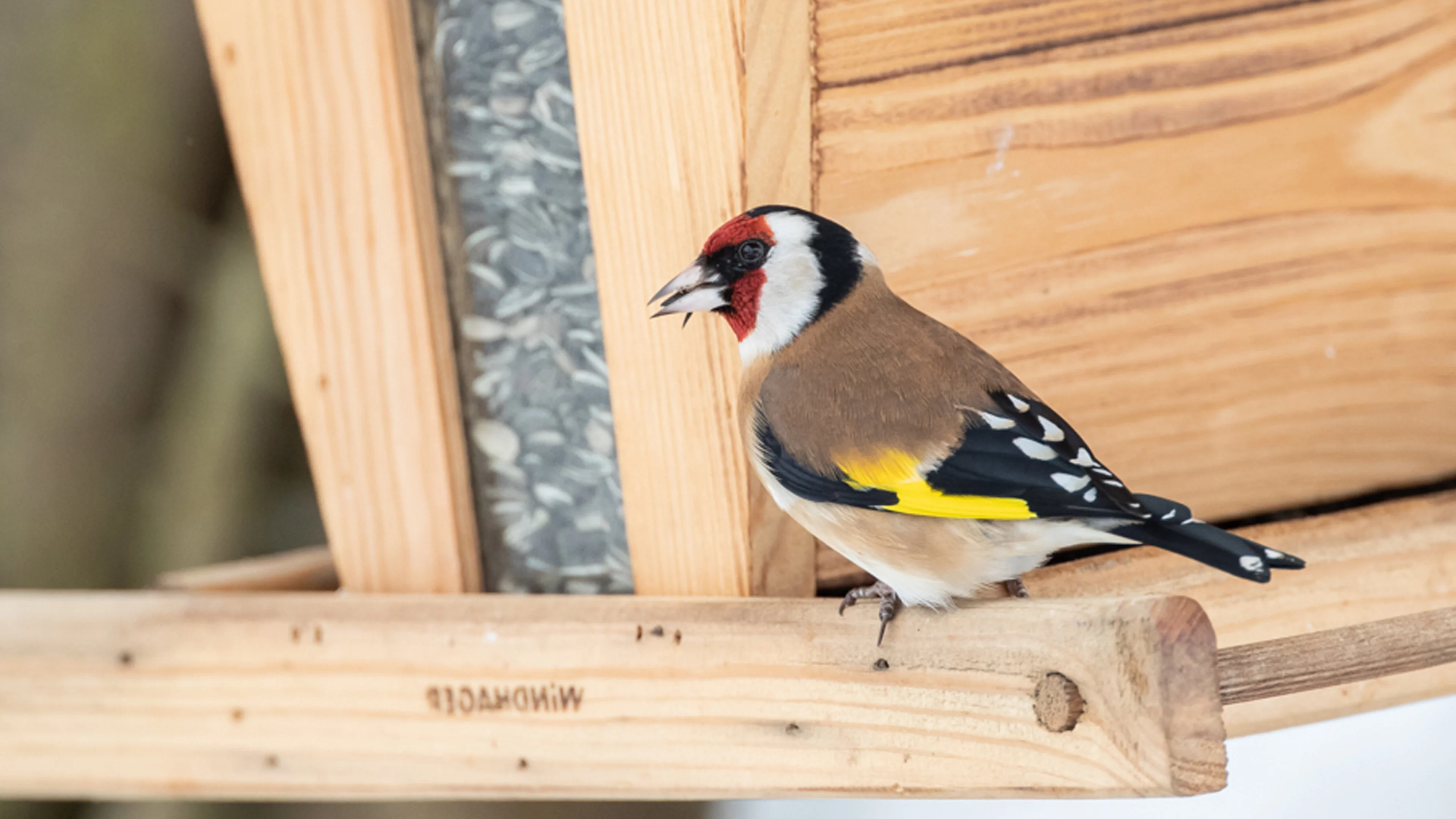 Ein Stieglitz am Futterhaus.