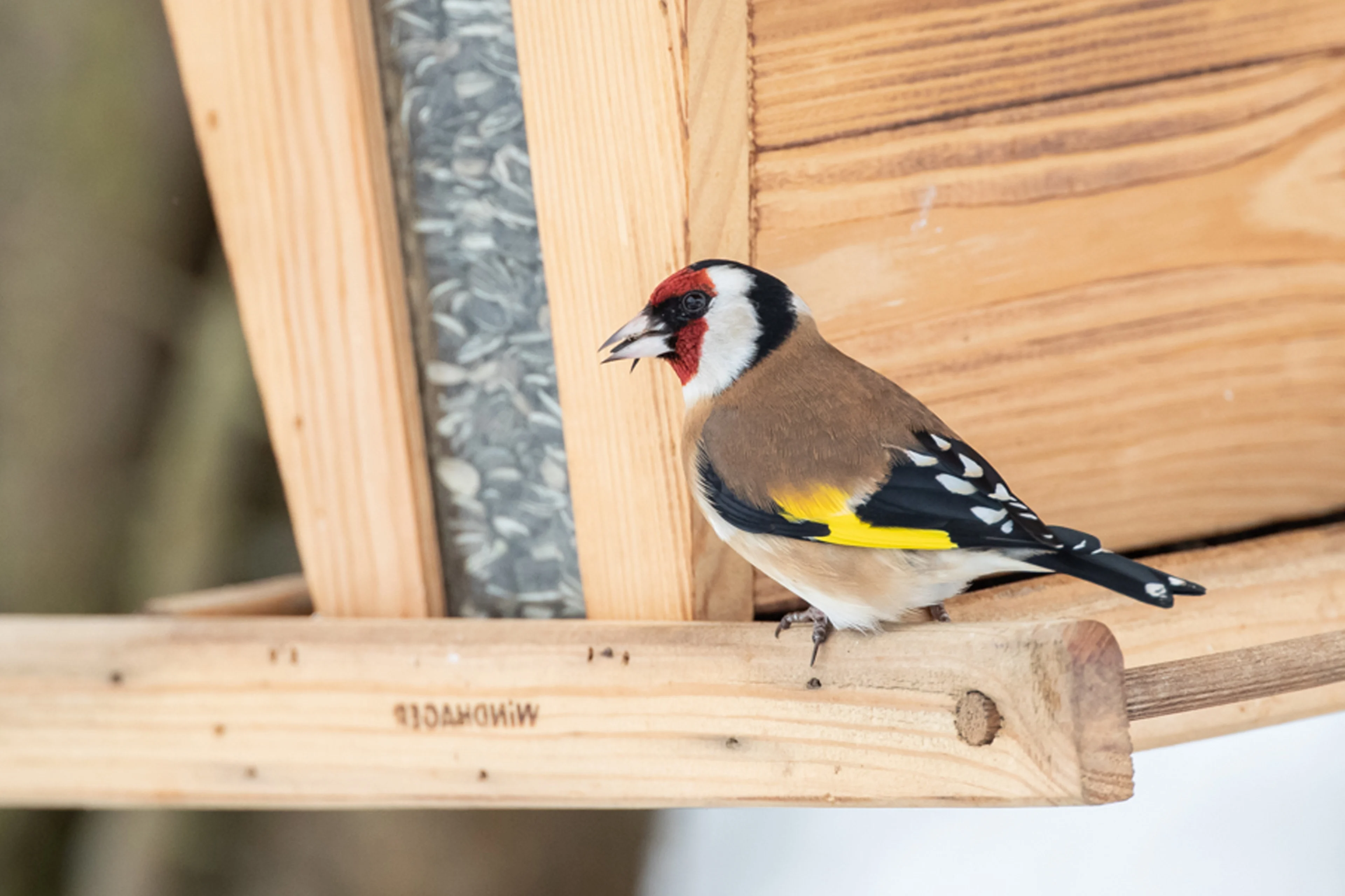 Ein Stieglitz am Futterhaus.