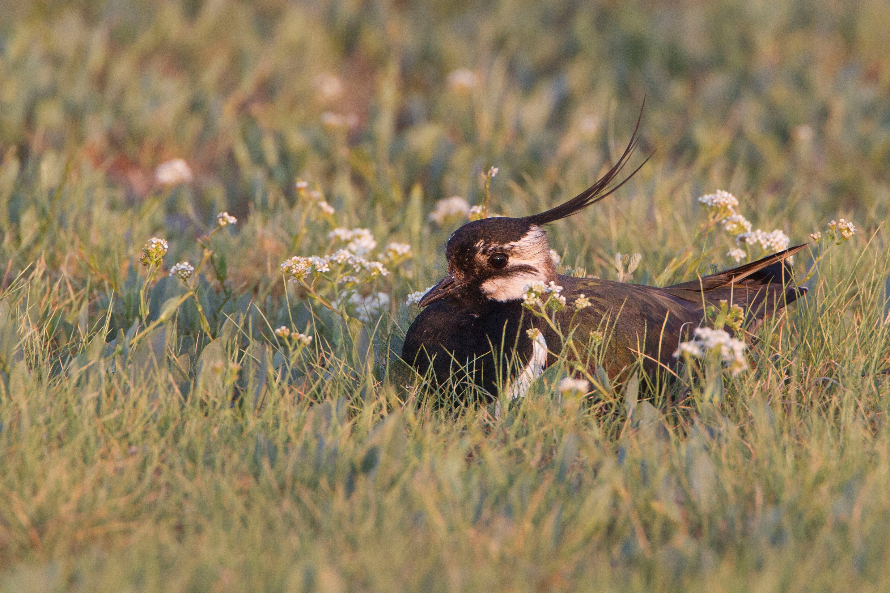 Ein Kiebitz sitzt auf einer Wiese mit Blumen.