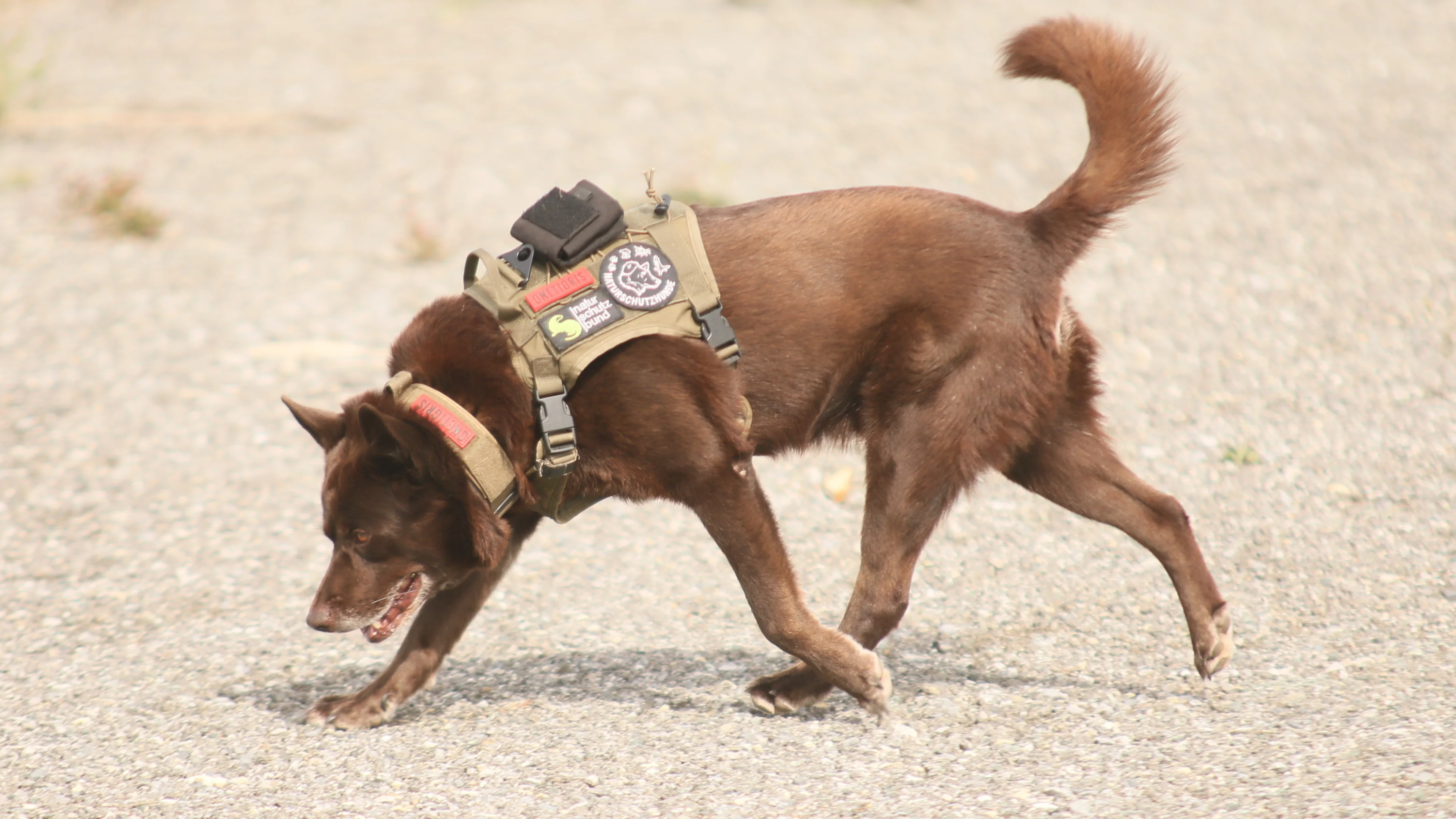 Ein Naturschutzhund im Einsatz gegen Wildtierkriminalität.