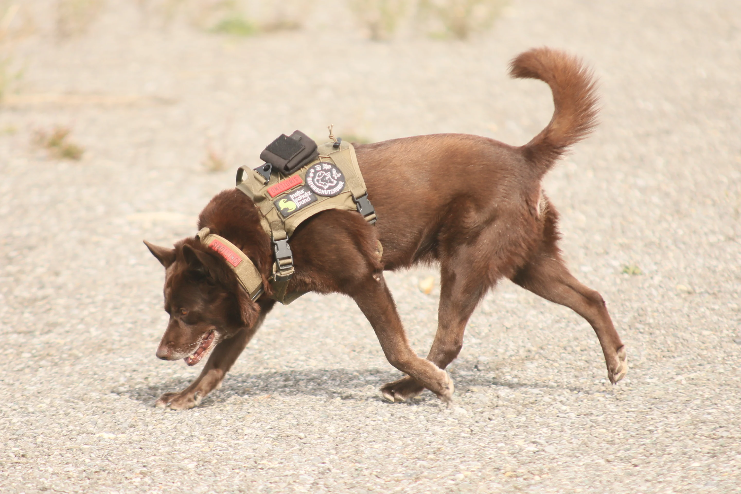 Ein Naturschutzhund im Einsatz gegen Wildtierkriminalität.
