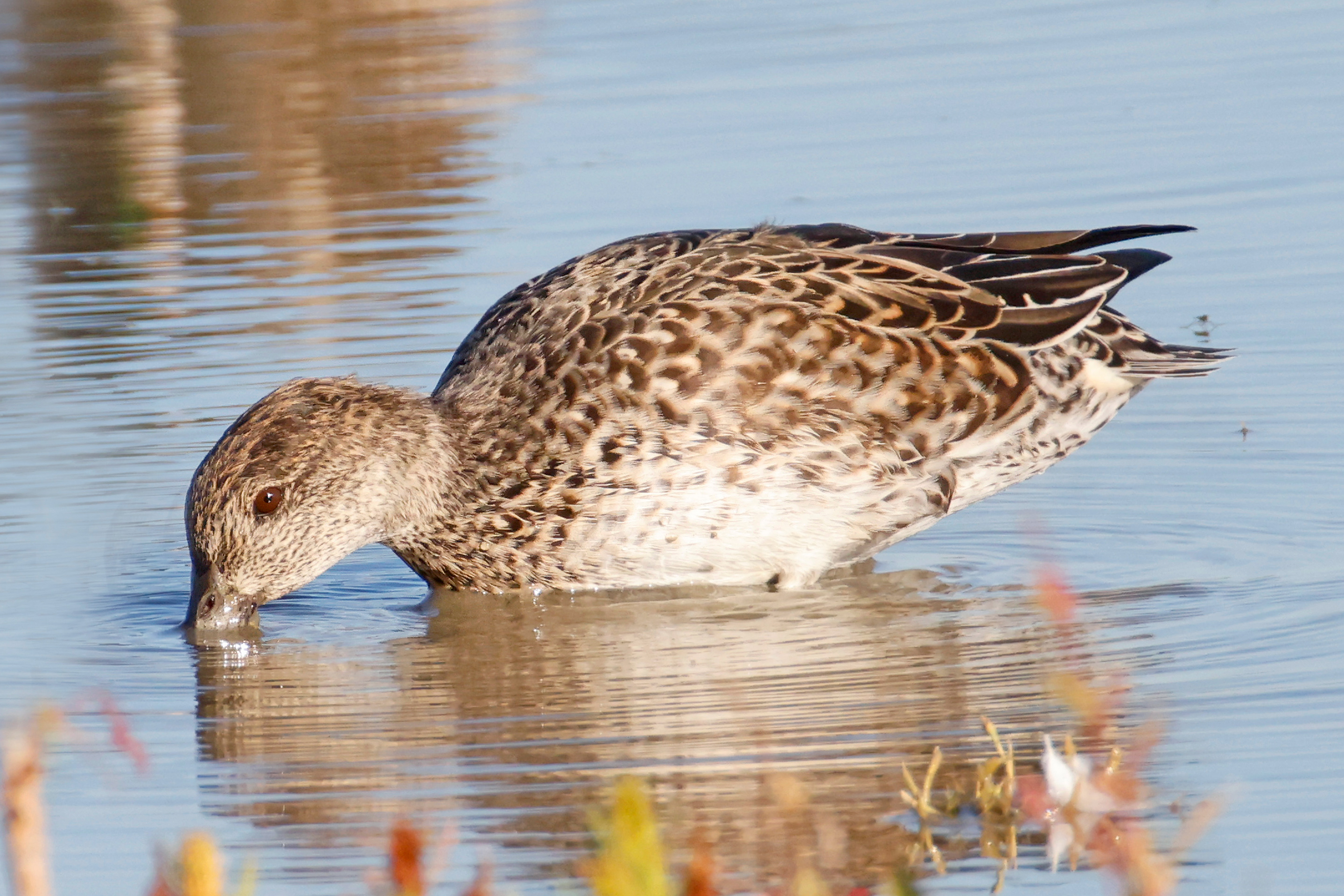Von Juli bis Oktober trägt die Krickente ihr sogenanntes Schlichtkleid und ist dabei nur schwer von anderen Entenarten zu unterscheiden