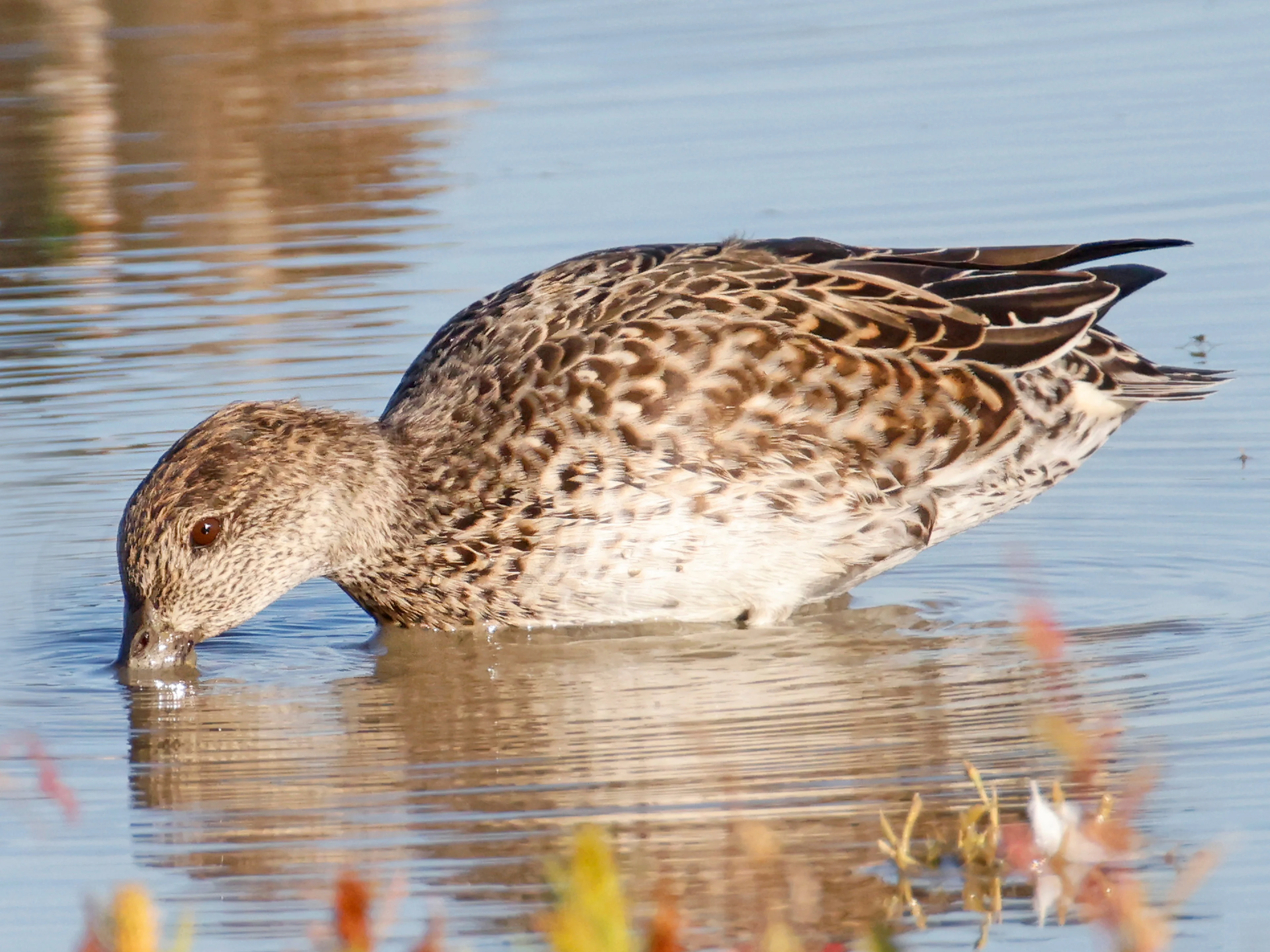 Von Juli bis Oktober trägt die Krickente ihr sogenanntes Schlichtkleid und ist dabei nur schwer von anderen Entenarten zu unterscheiden