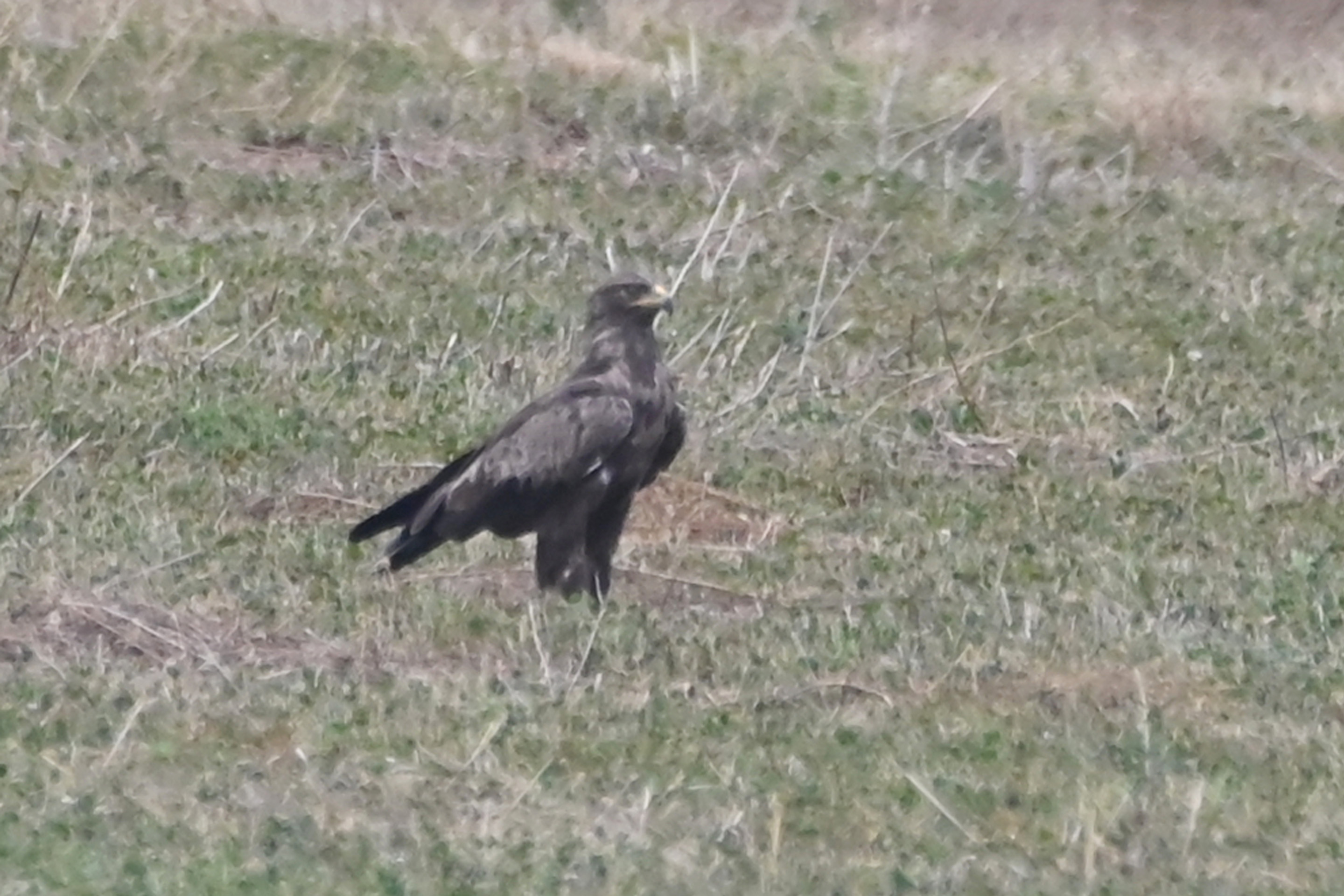 Ein seltener Schreiadler wurde im Juli 2025 im Mittelburgenland fotografiert.