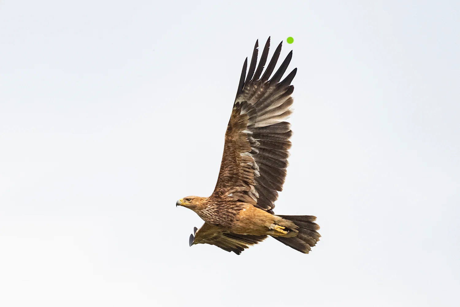 Der Vogel mausert vom zweiten ins dritte Jahreskleid. Die natürliche Mausergrenze zeigt sich anhand des Federzustands zwischen 5. und 7. Handschwinge (grüner Punkt). Erst durch Nachzählen wird ersichtlich, dass eine Handschwinge aktuell fehlt. Bei langsamem Mauserfortschritt sind die Lücken oft wenig auffällig.