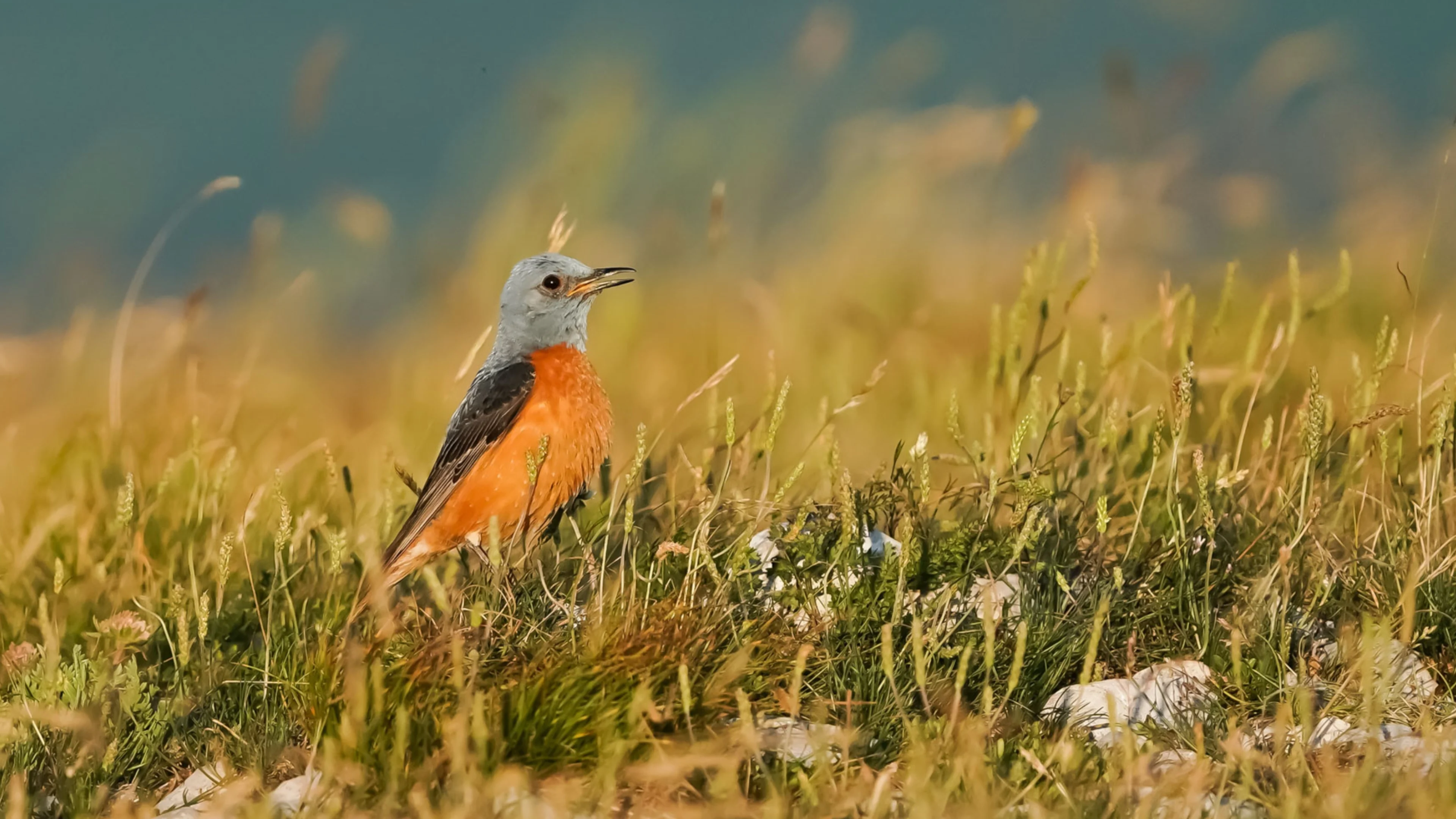 Eine Steinrötel in ihrem Brutgebiet in Slowenien.