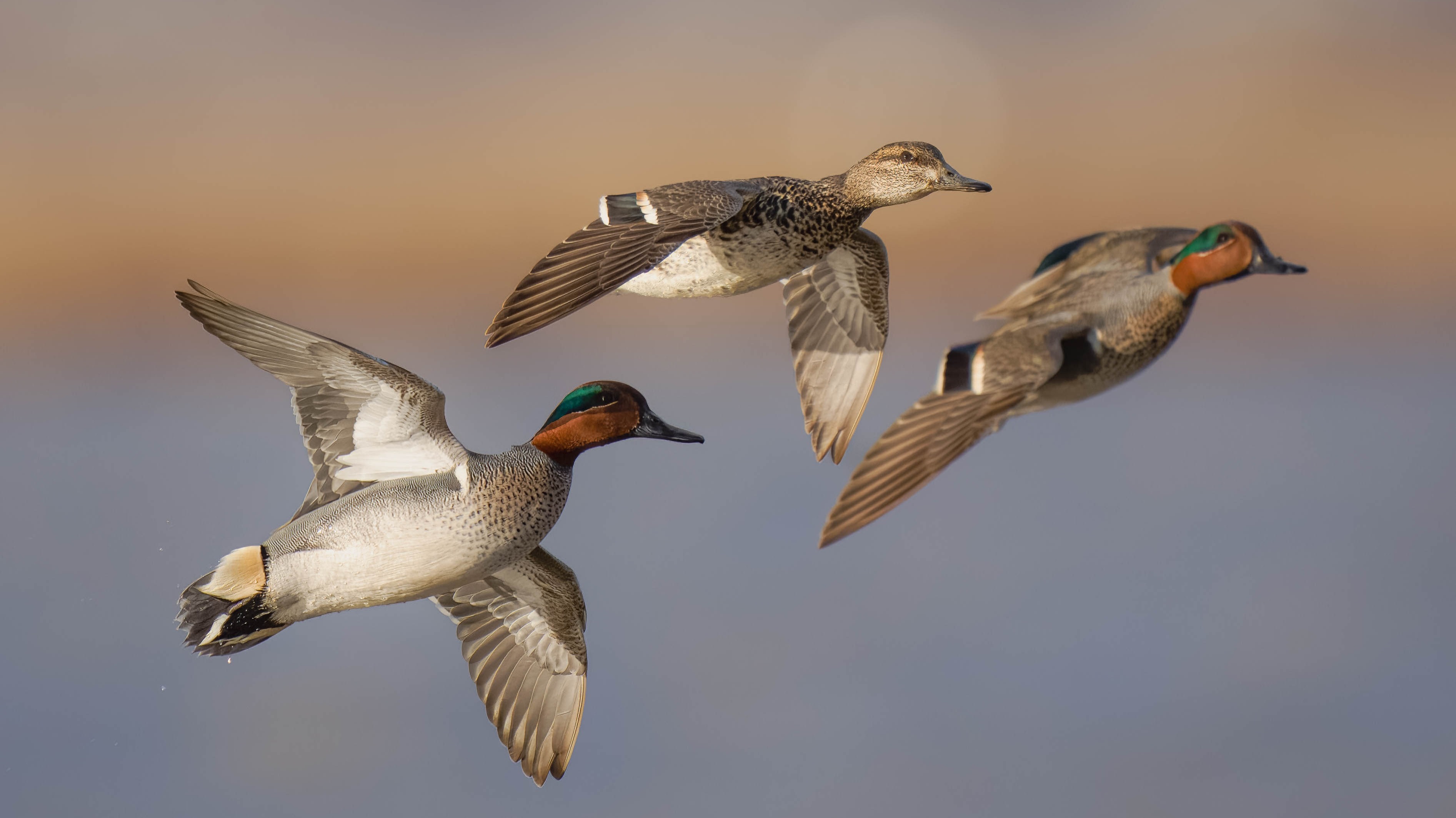 Krickenten im Flug