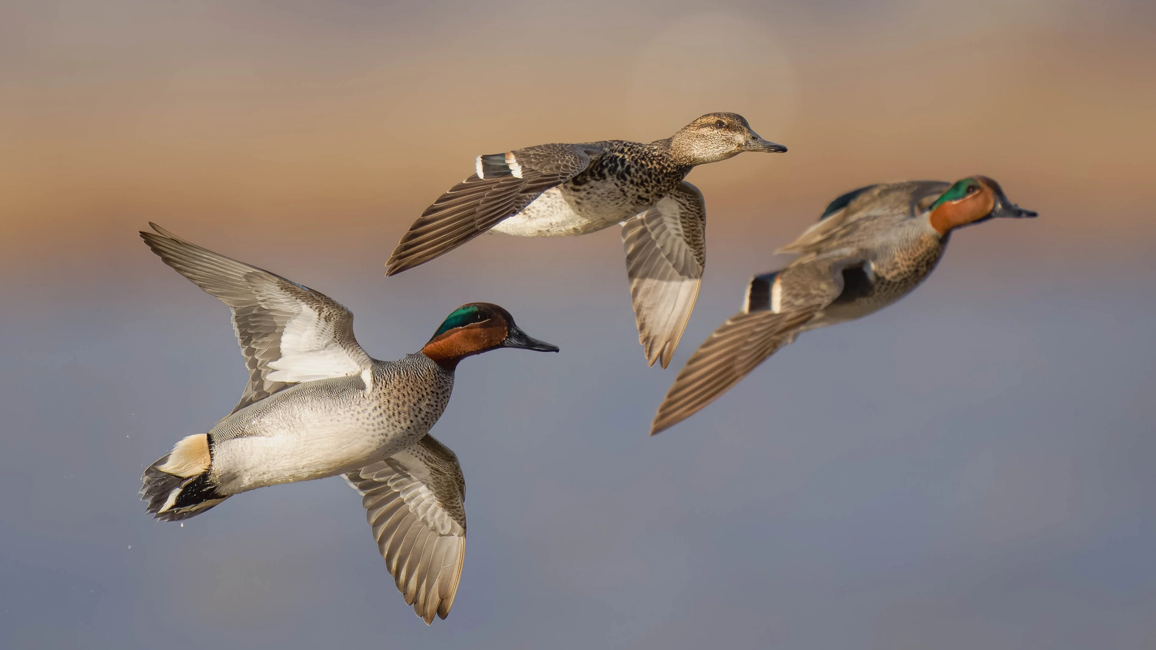 Krickenten im Flug