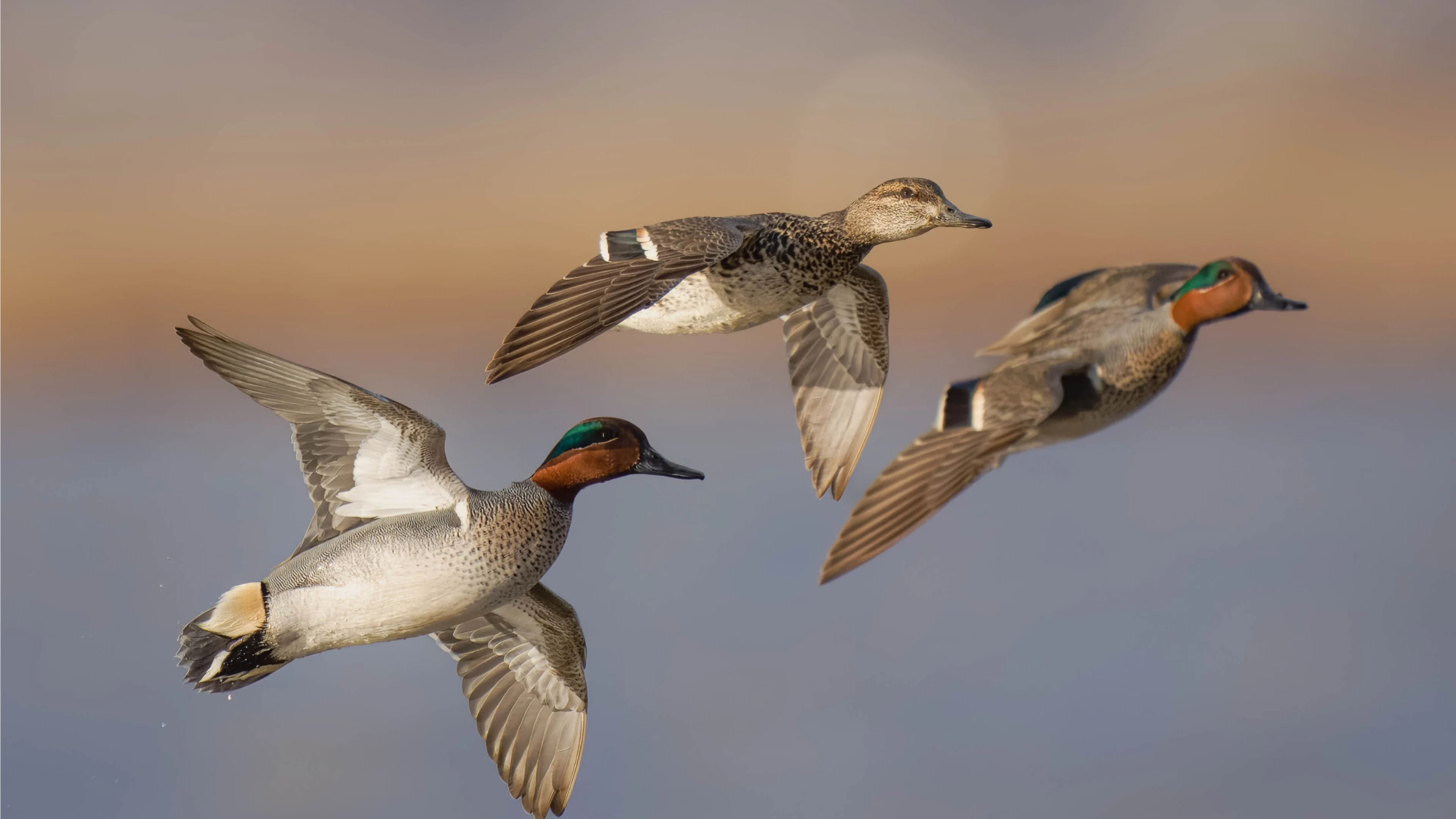 Krickenten im Flug