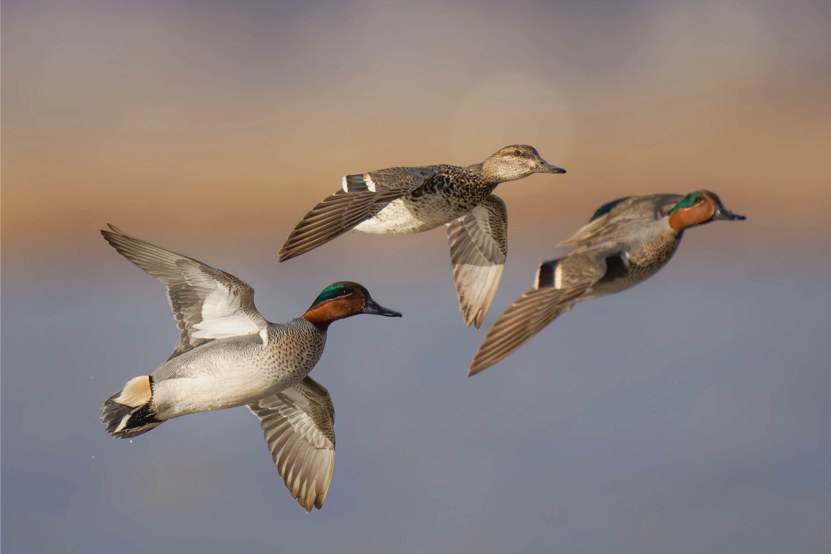 Krickenten im Flug