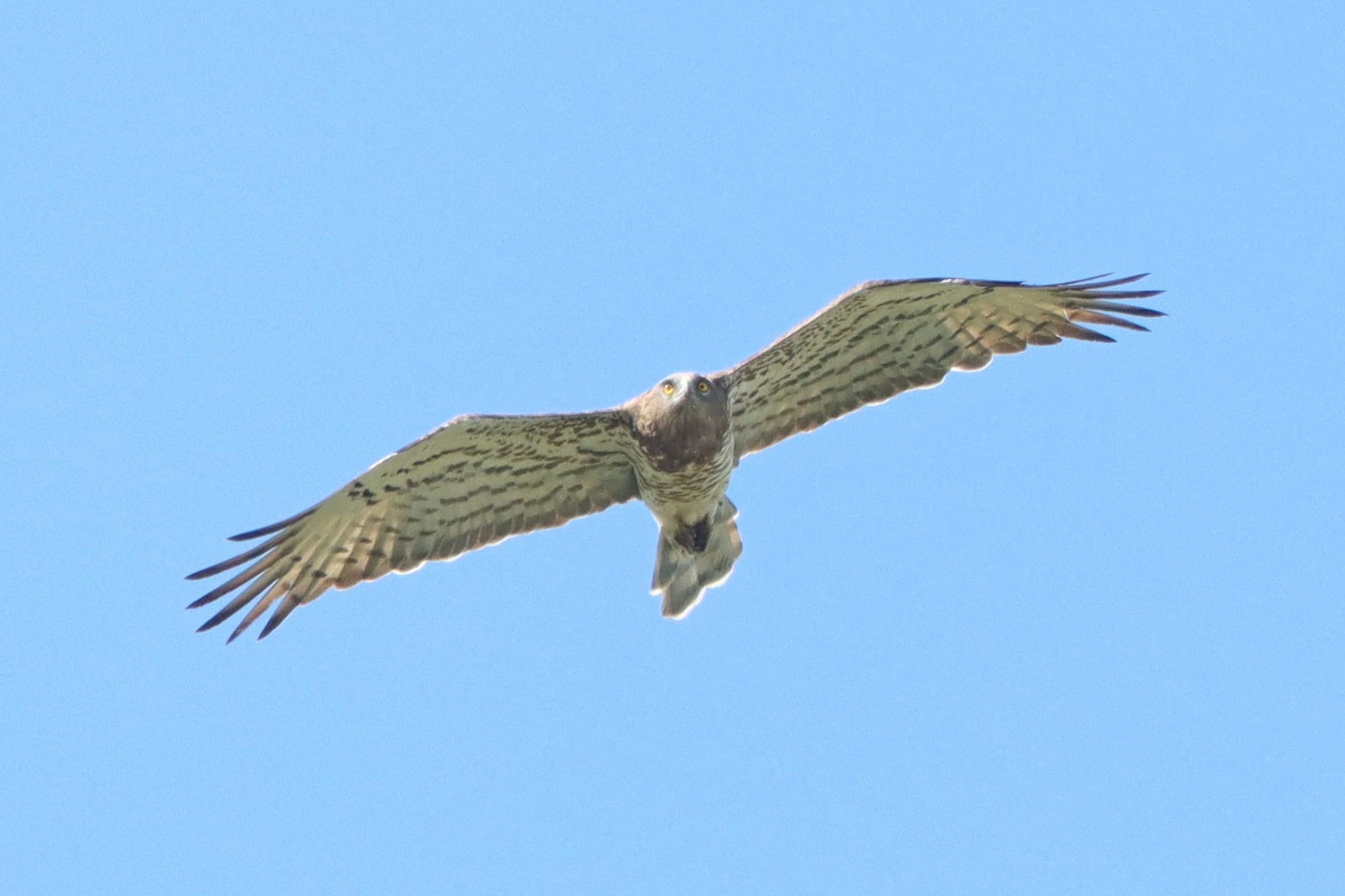 Ein Schlangenadler fliegt über Österreich.