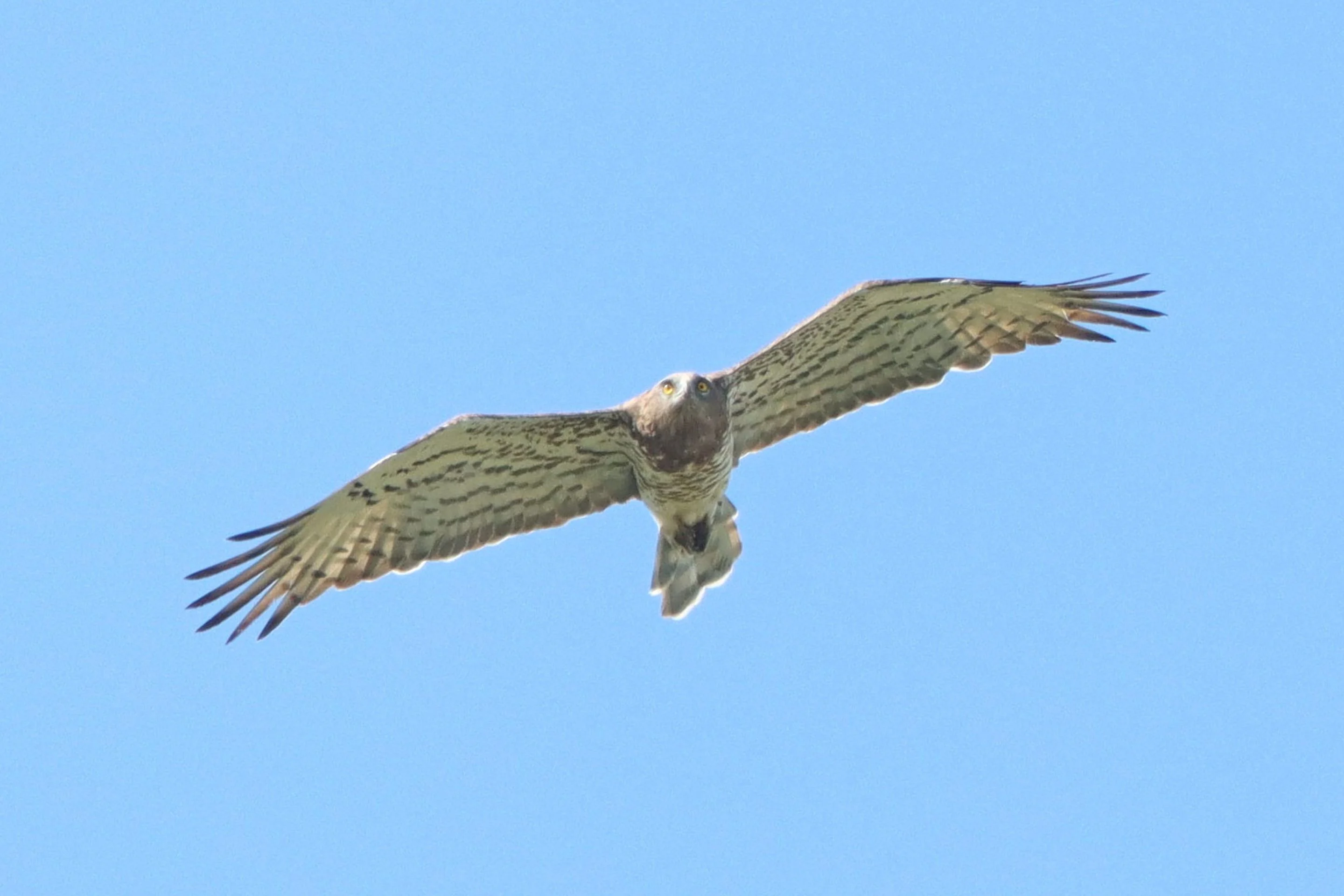 Ein Schlangenadler fliegt über Österreich.