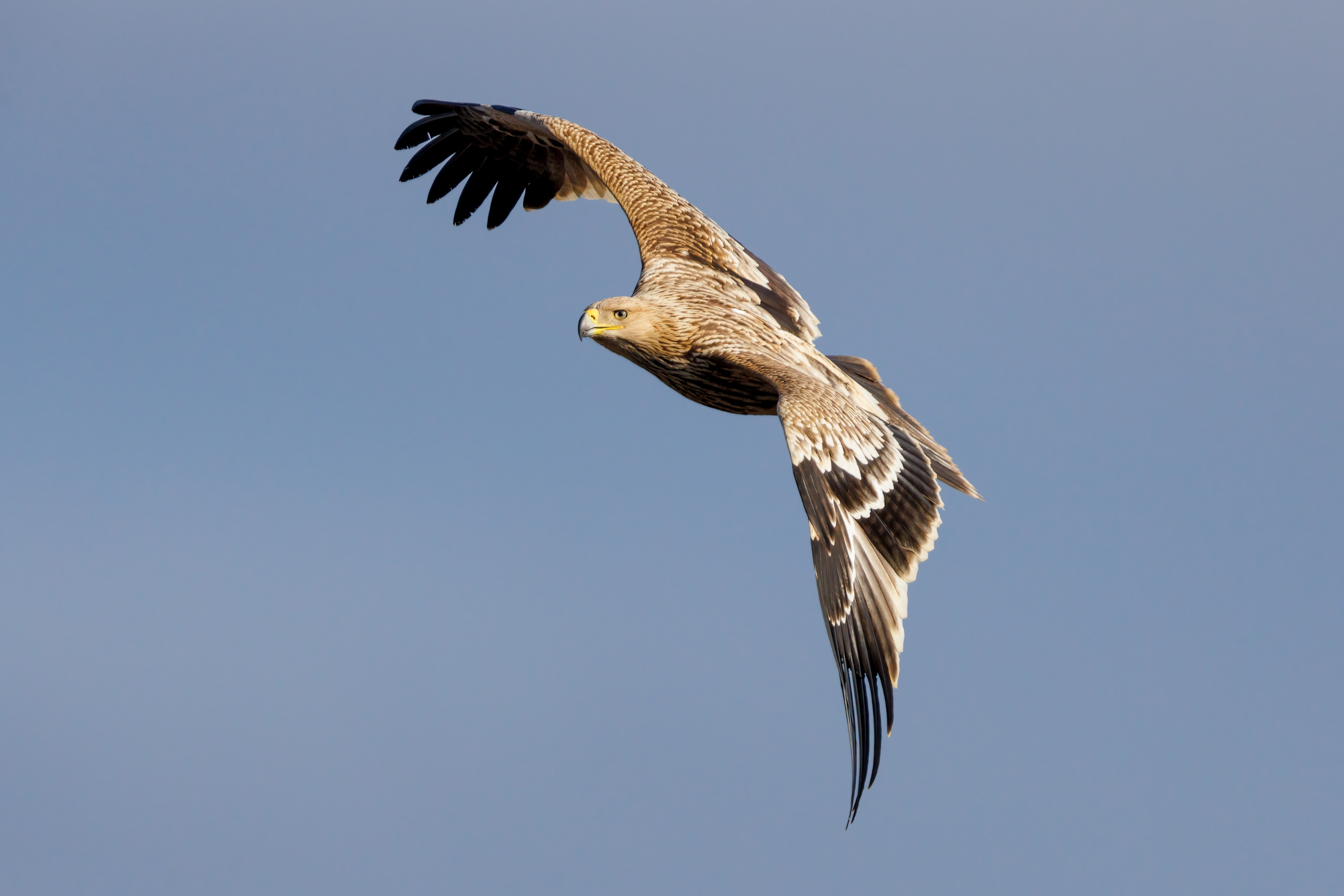 Ein Kaiseradler fliegt am Himmel mit blauem Hintergrund.