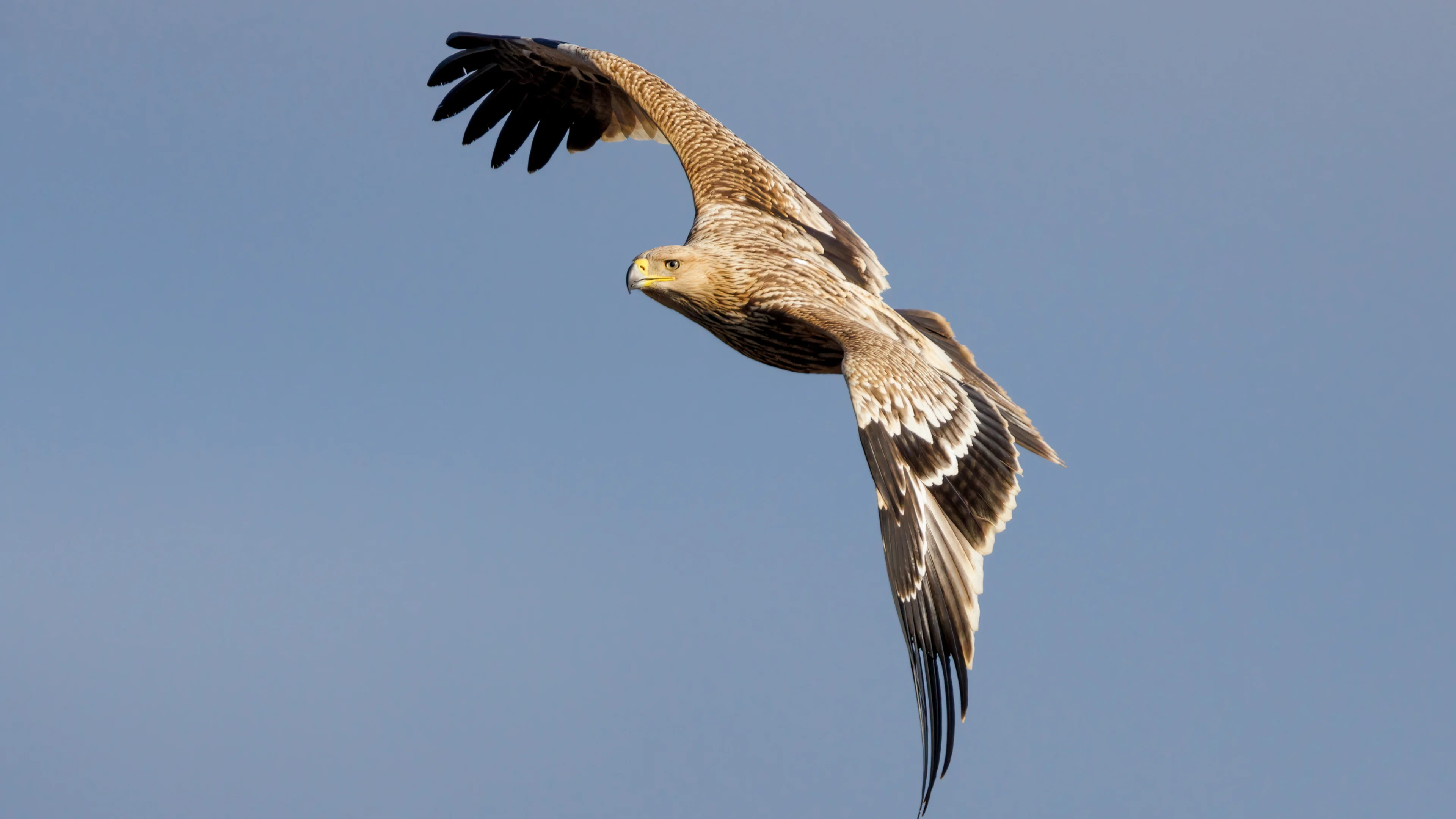 Ein Kaiseradler fliegt am Himmel mit blauem Hintergrund.