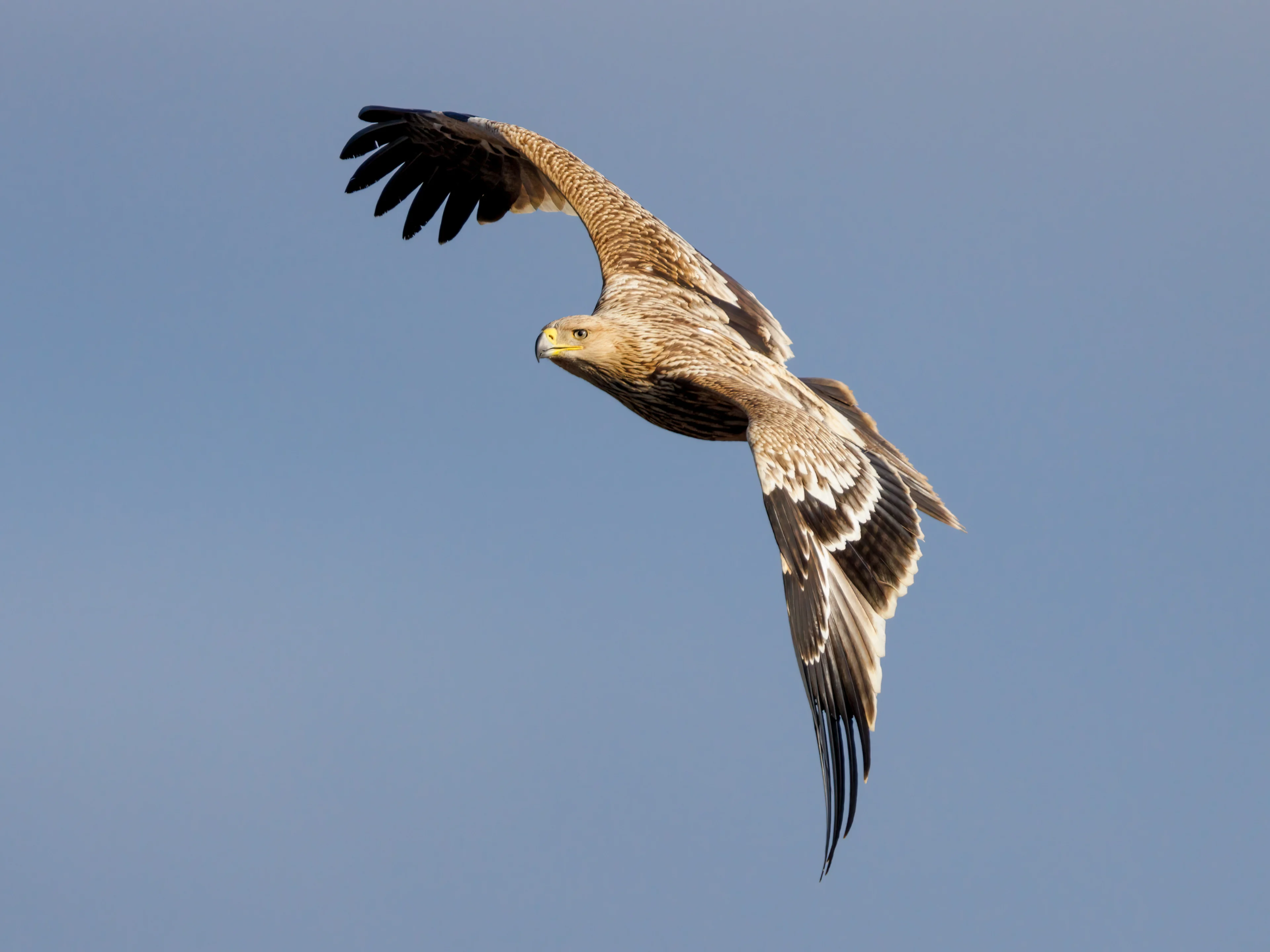 Ein Kaiseradler fliegt am Himmel mit blauem Hintergrund.
