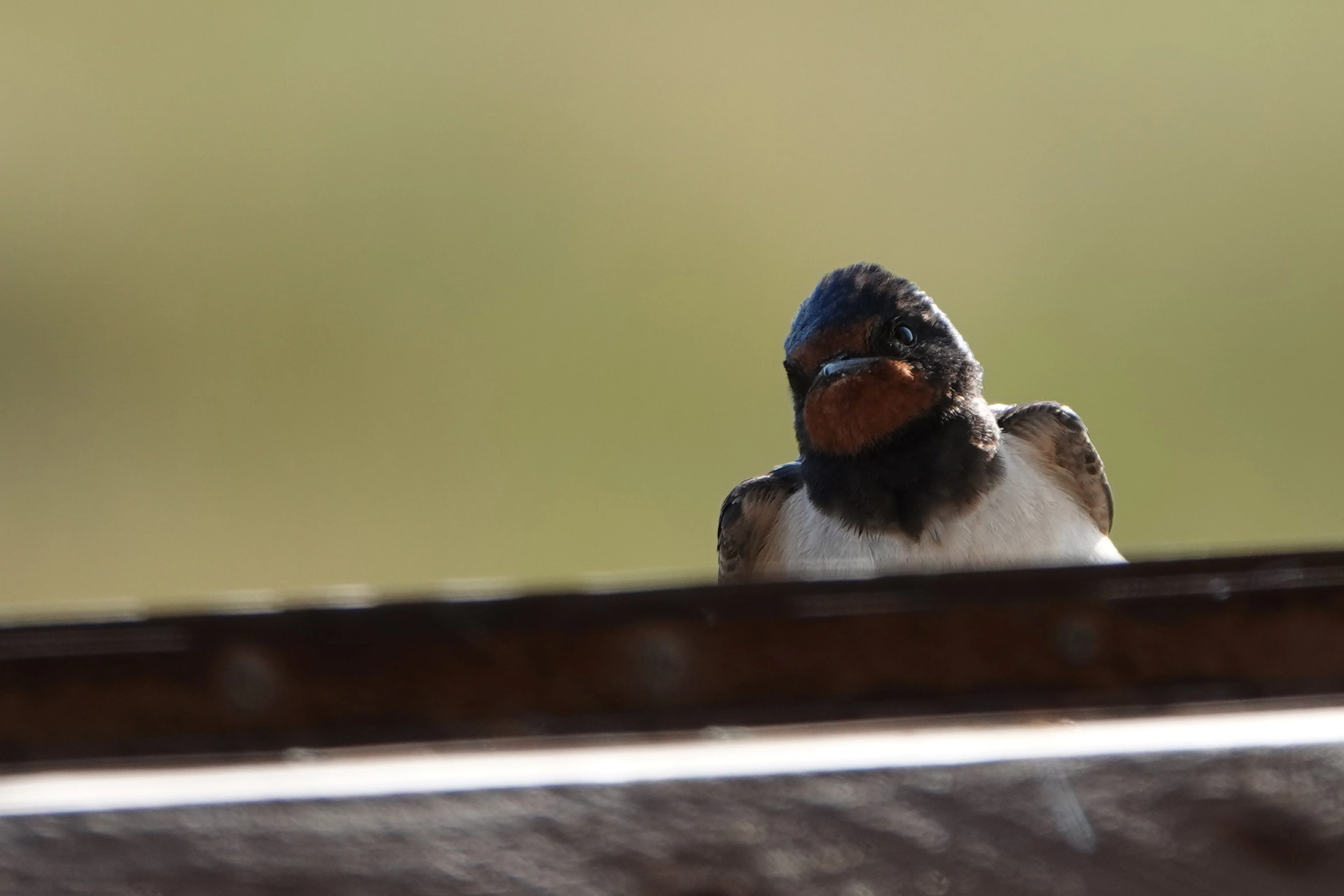 Rauchschwalbe wagt einen Blick bei einem Beobachtungs-Hide.