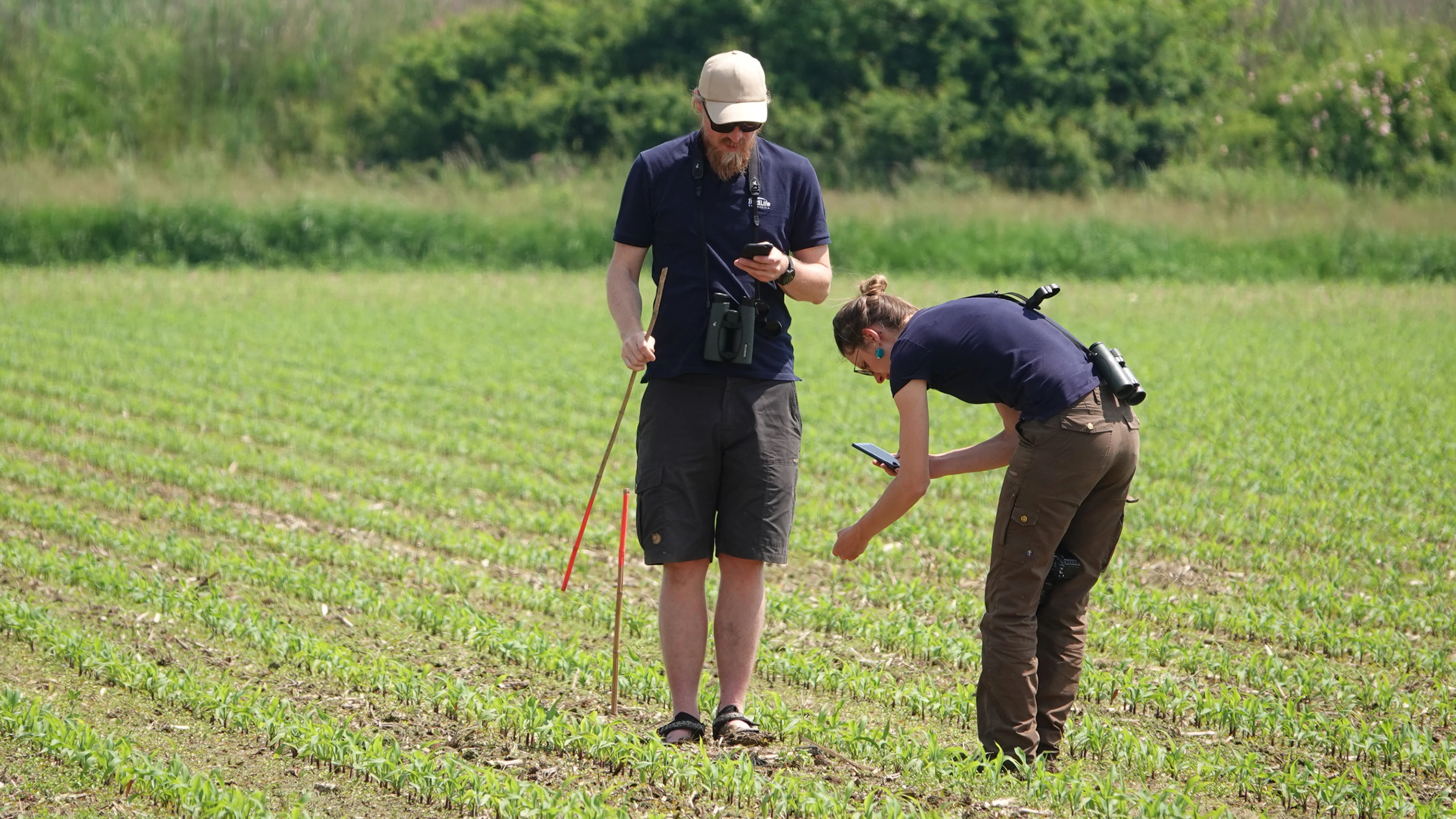 Schutzmaßnahmen für den Kiebitz Kiebitz - Nester ausstecken im Südburgenland.