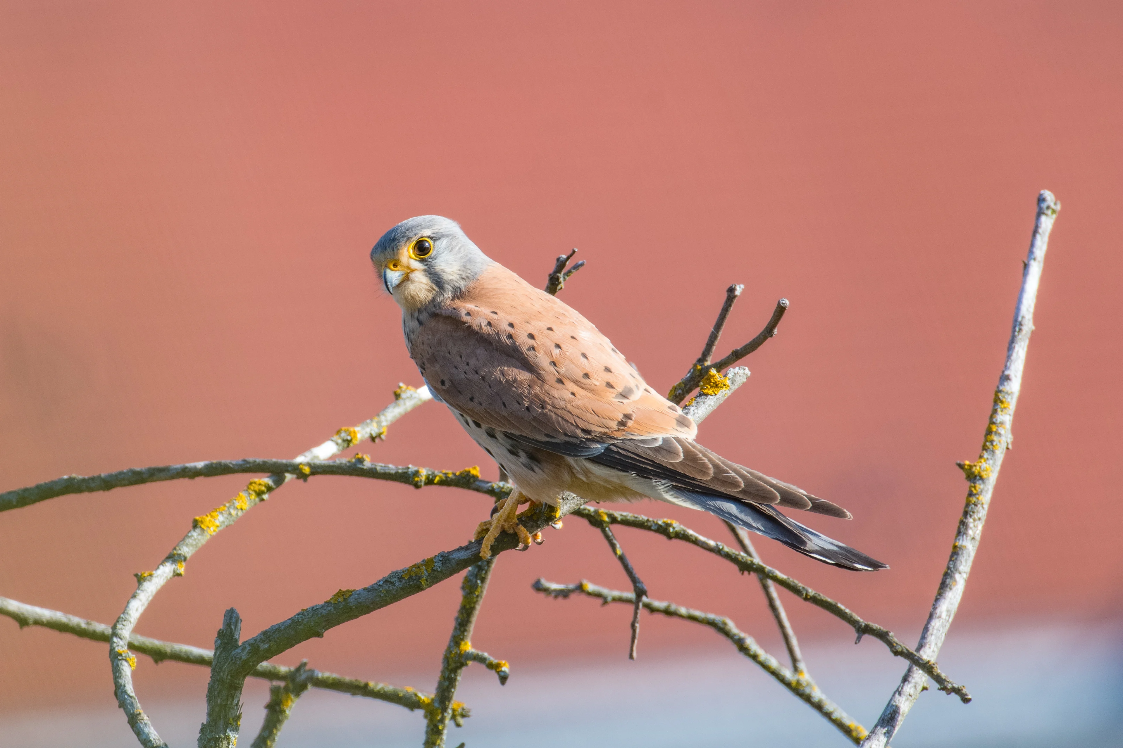 Turmfalken-Männchen im Siedlungsraum.
