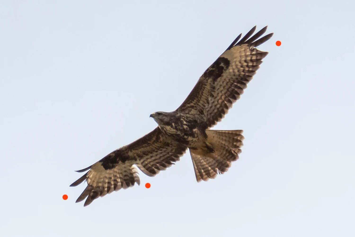 Der Vogel hat die Großgefiedermauser bereits abgeschlossen und ist im 2. Kleid. Im rechten Flügel „fehlen“ die Handschwinge 8 sowie die Armschwinge 3, im linken die Handschwinge 6. Beide Handschwingen sind jedoch nicht ausgefallen, sondern abgebrochen, der basale Teil der Feder steckt jeweils noch an seinem Platz.
