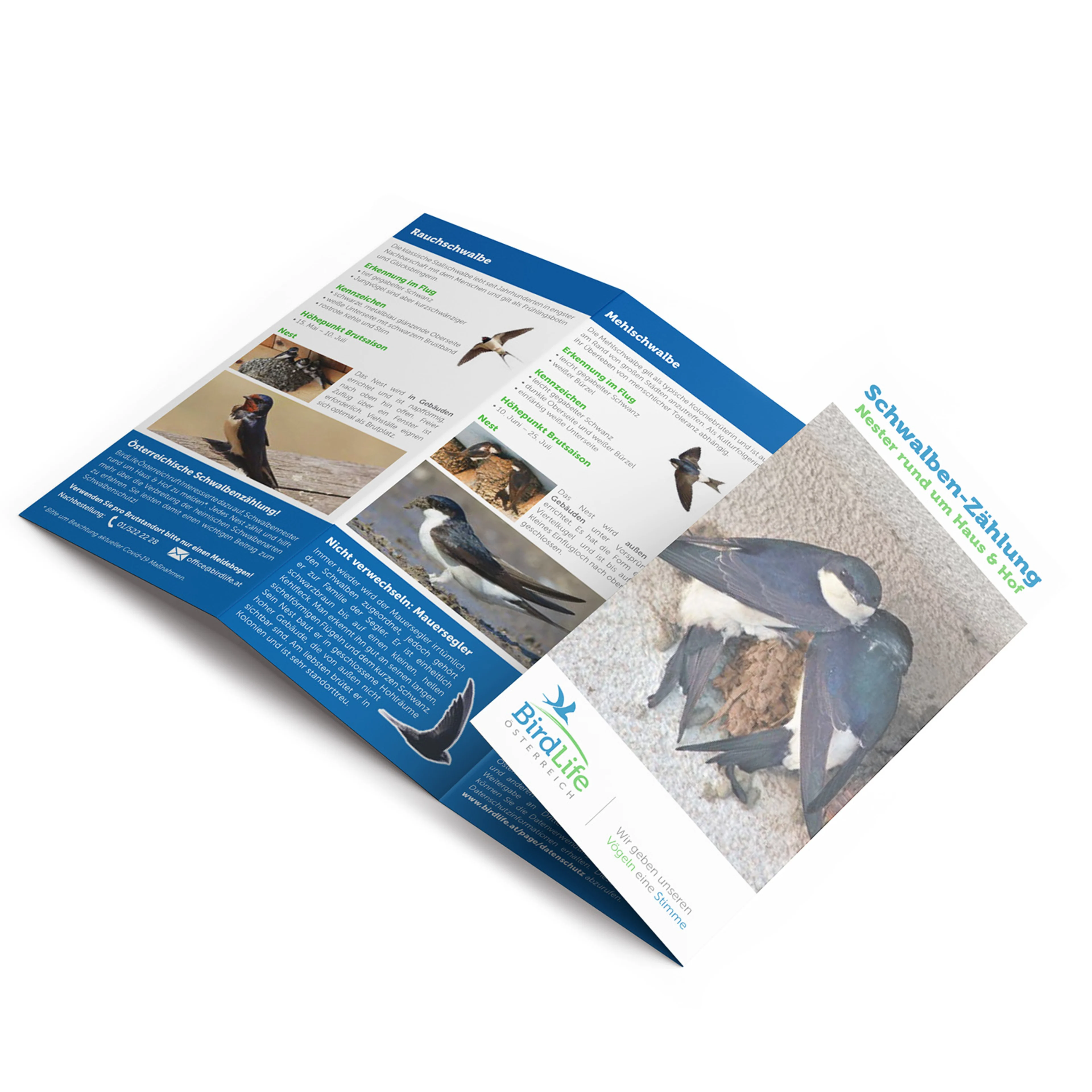 Der Folder von BirdLife zur Schwalbenzählung.