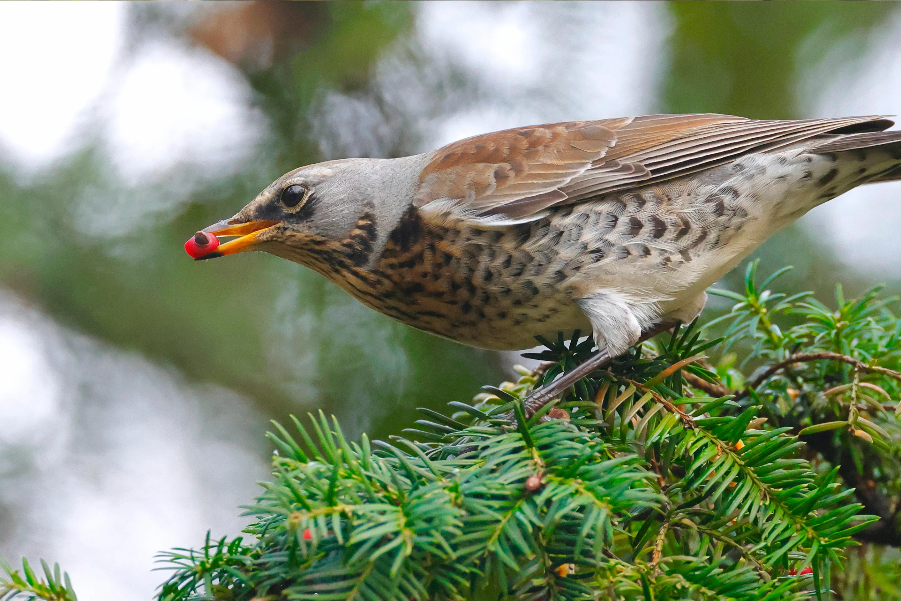 Eine Wacholderdrossel sitzt auf einer Eibe und frisst den Arillus.