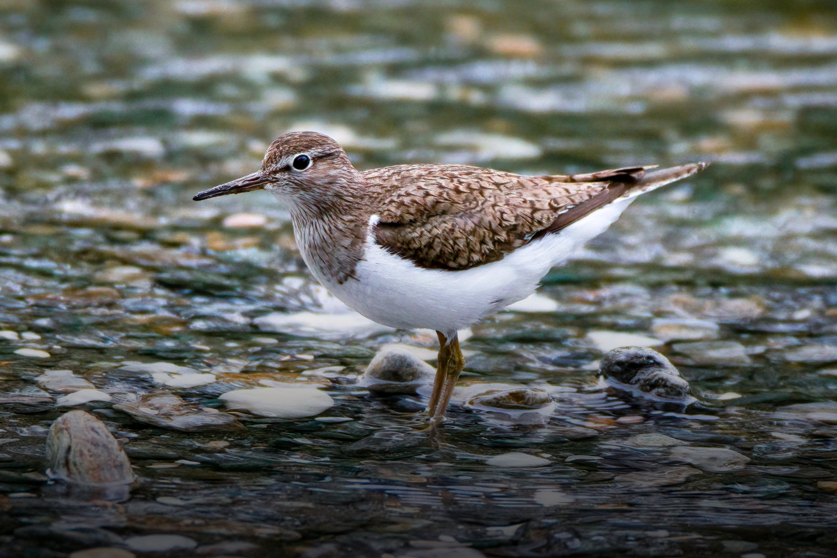 Ein Flussuferläufer in seinem charakteristischen Lebensraum, einem naturnahen Fluss.