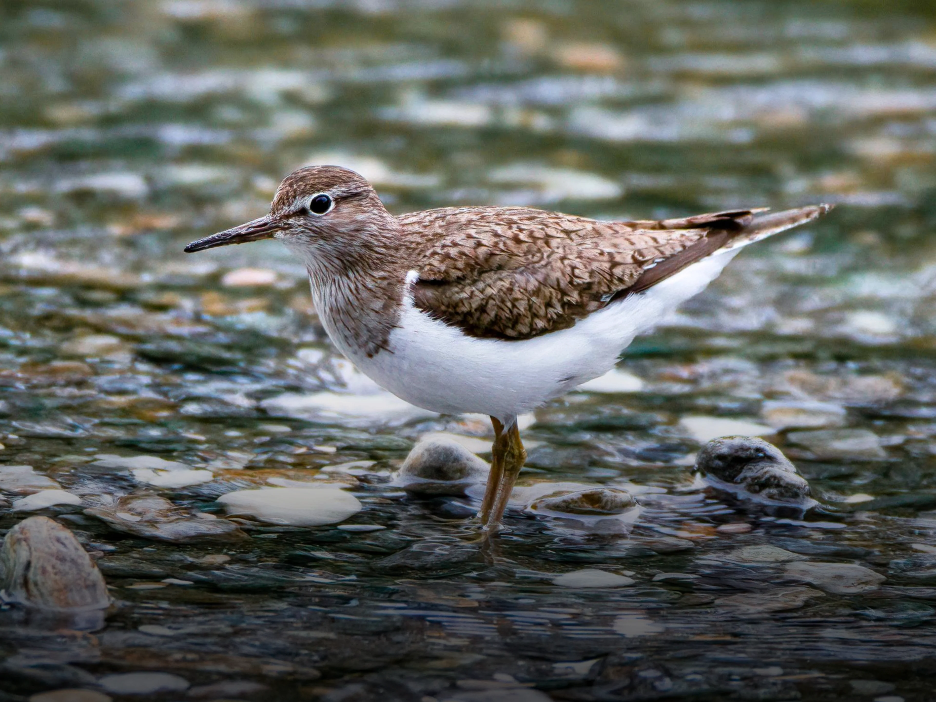 Ein Flussuferläufer in seinem charakteristischen Lebensraum, einem naturnahen Fluss.