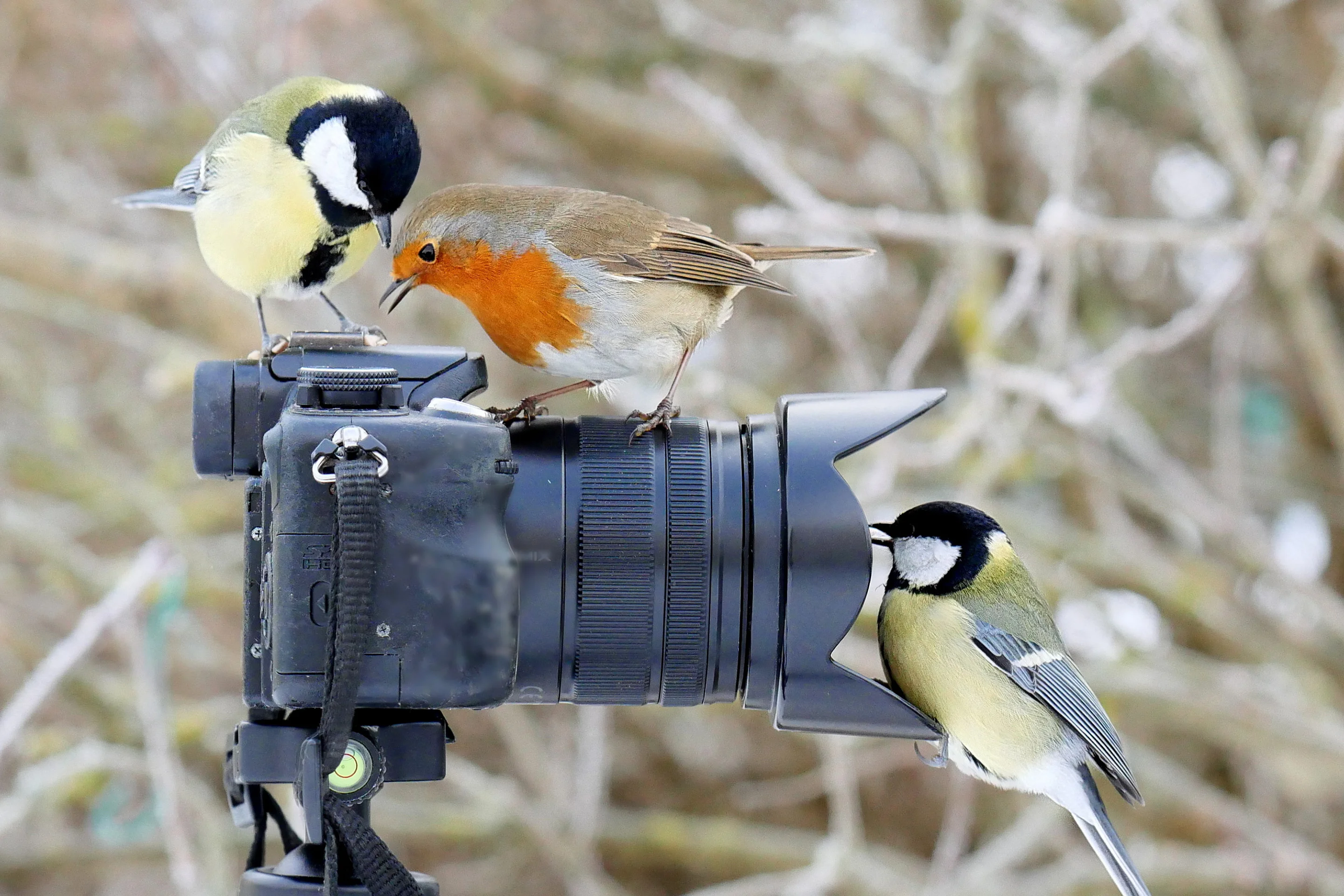 Kohlmeise und Rotkehlchen auf Kamera.