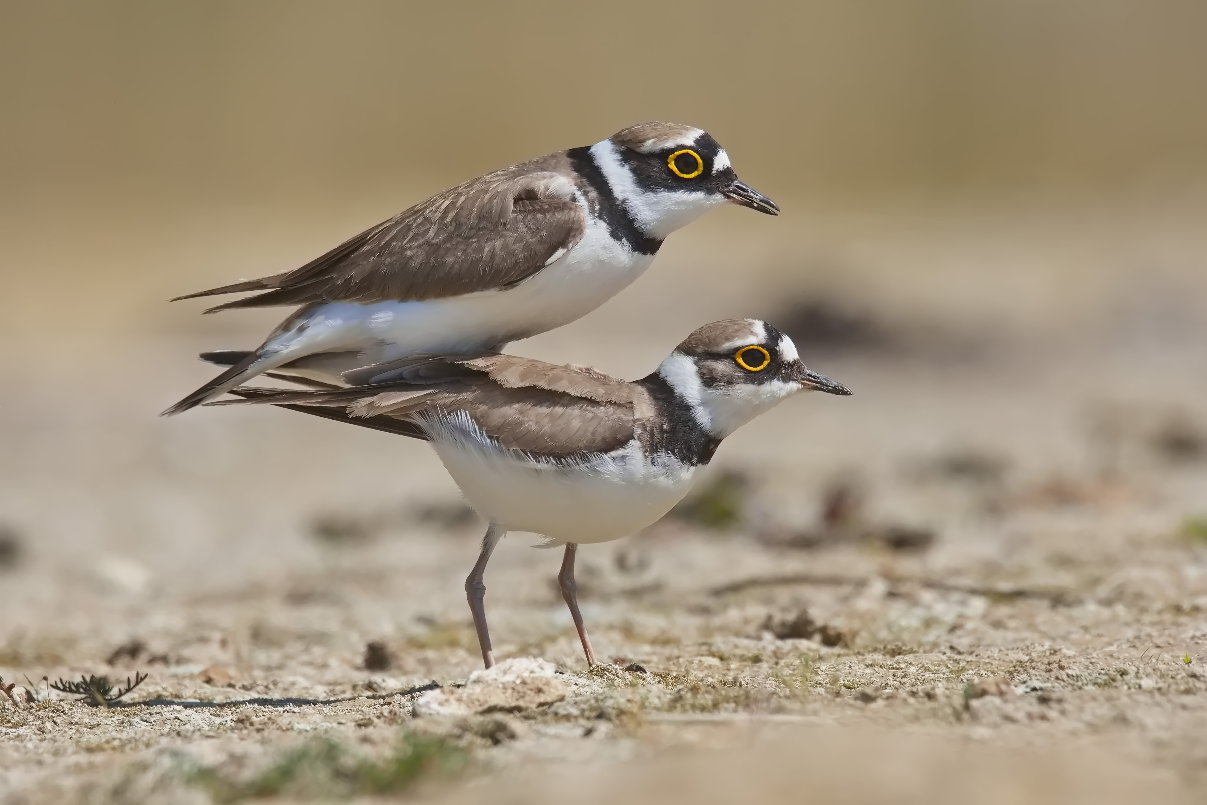 Flussregenpfeifer bei der Paarung.