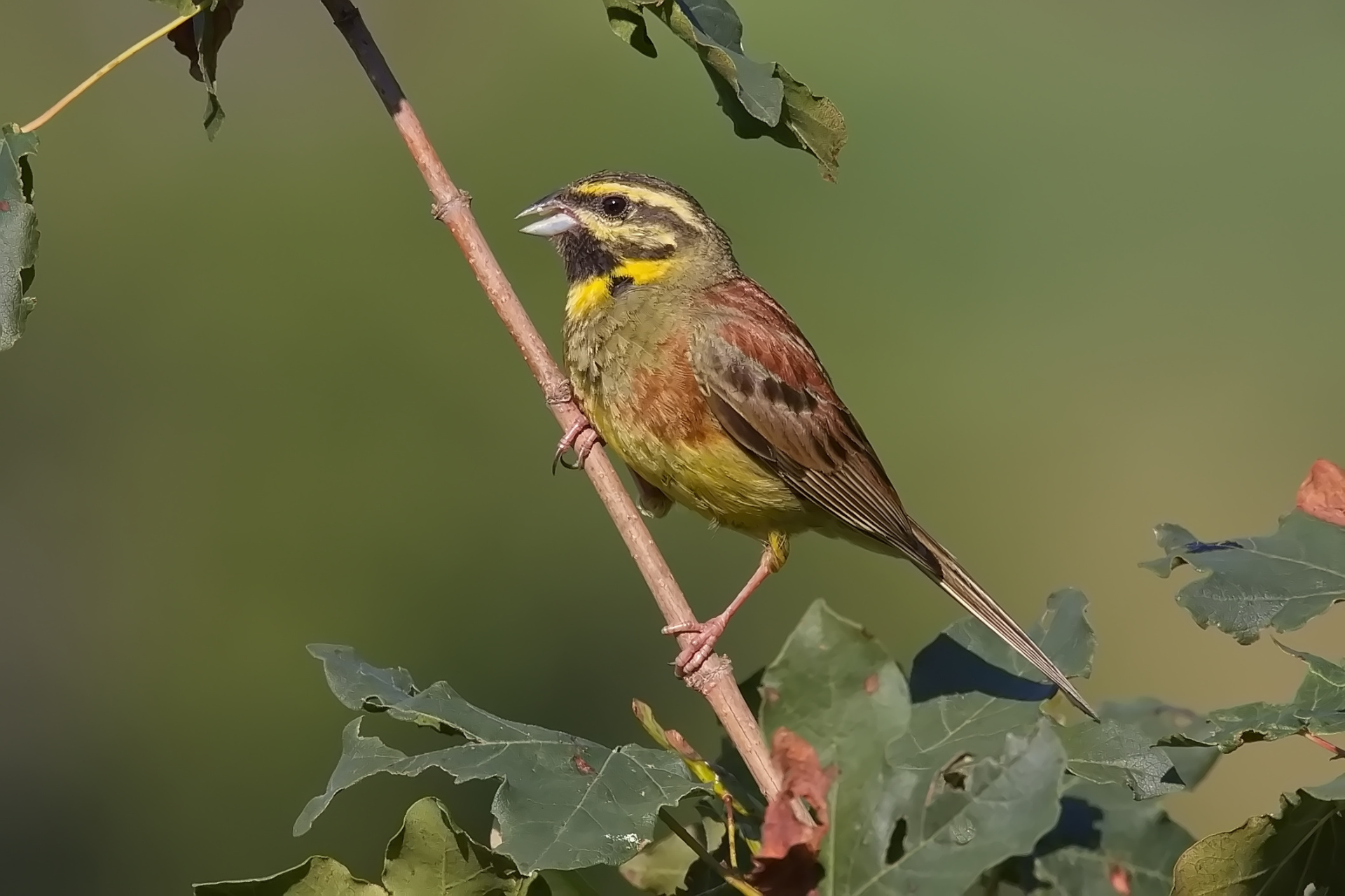 Eine Zaunammer sitzt auf einem Ast.