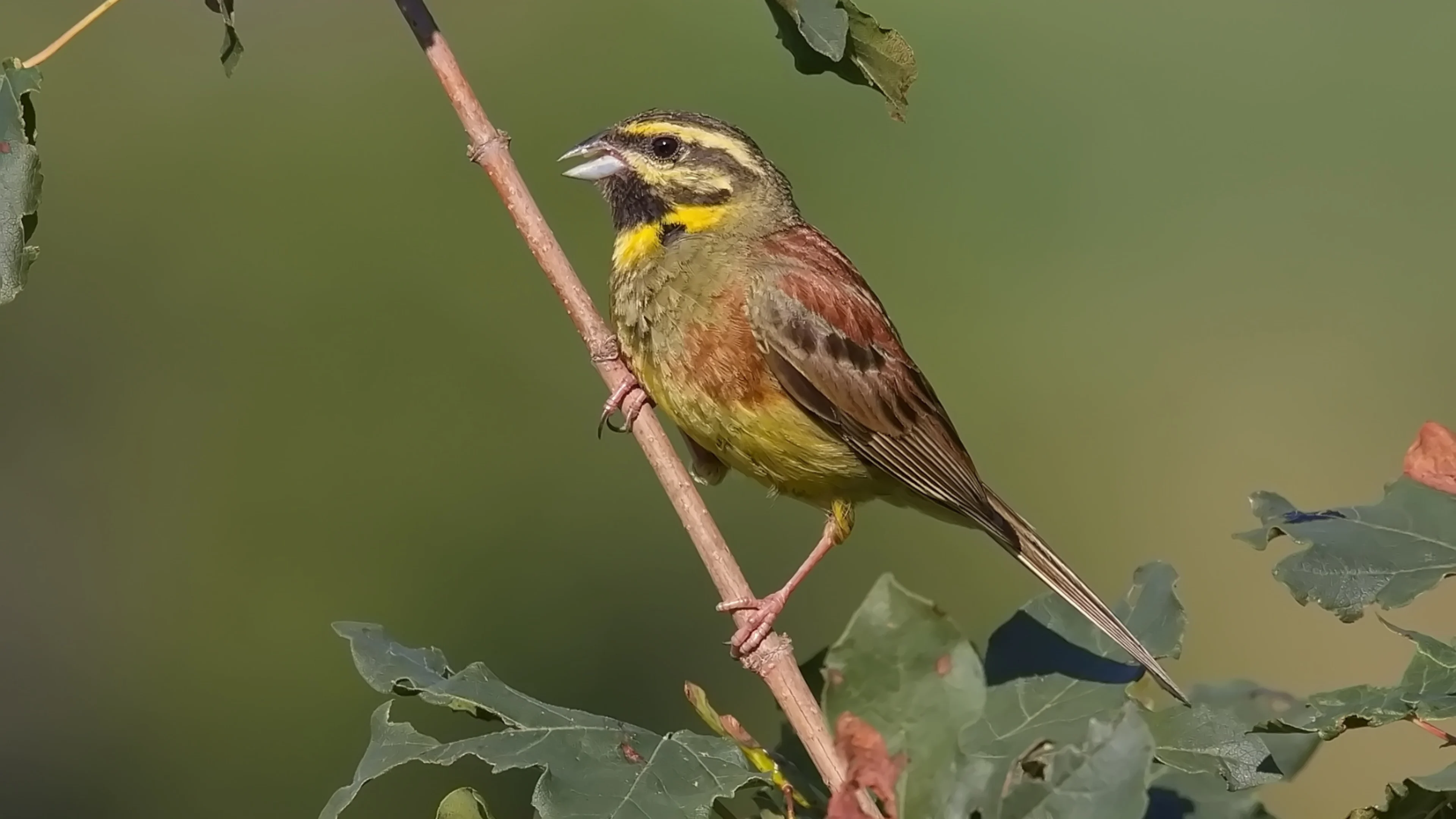 Eine Zaunammer sitzt auf einem Ast.