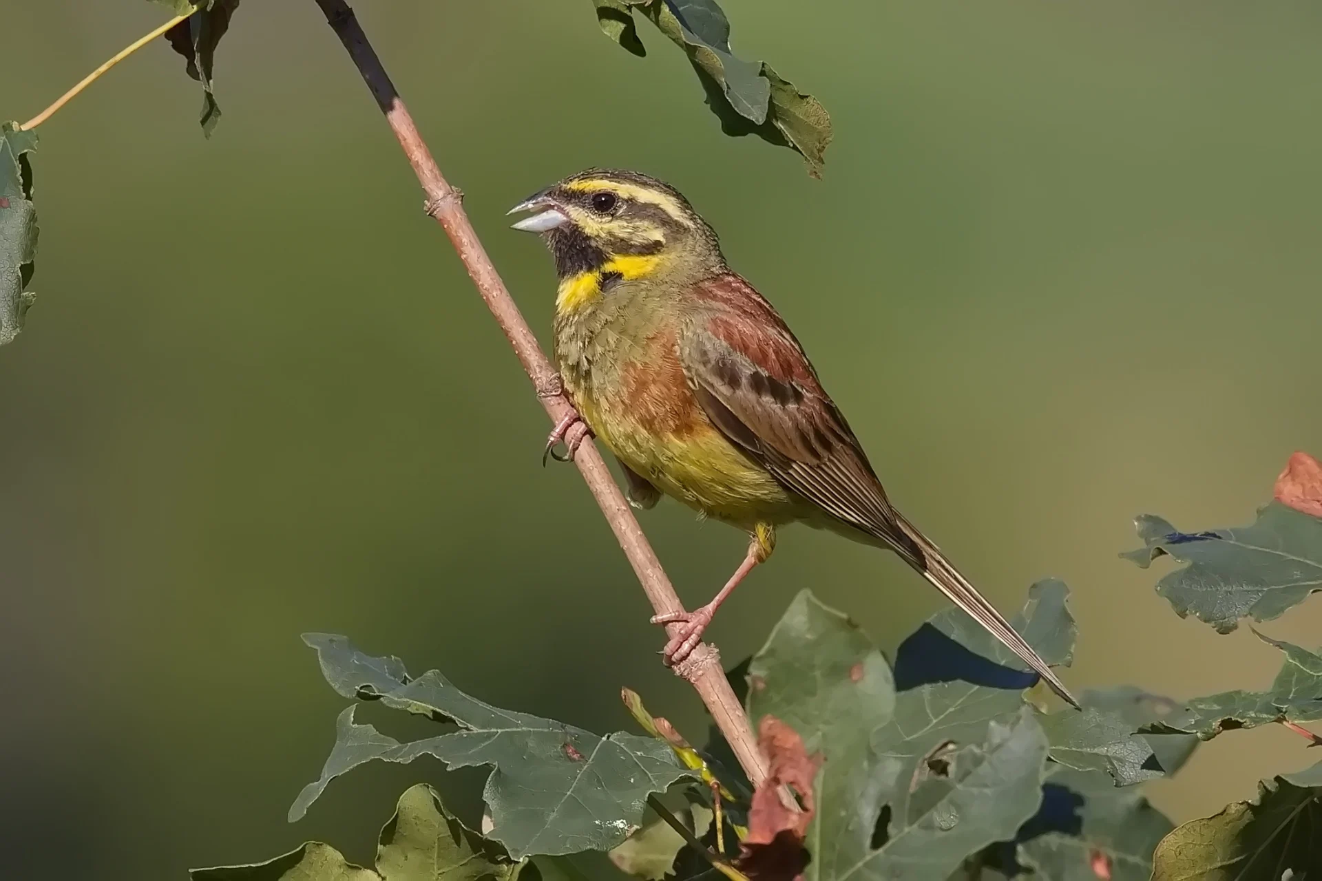 Eine Zaunammer sitzt auf einem Ast.