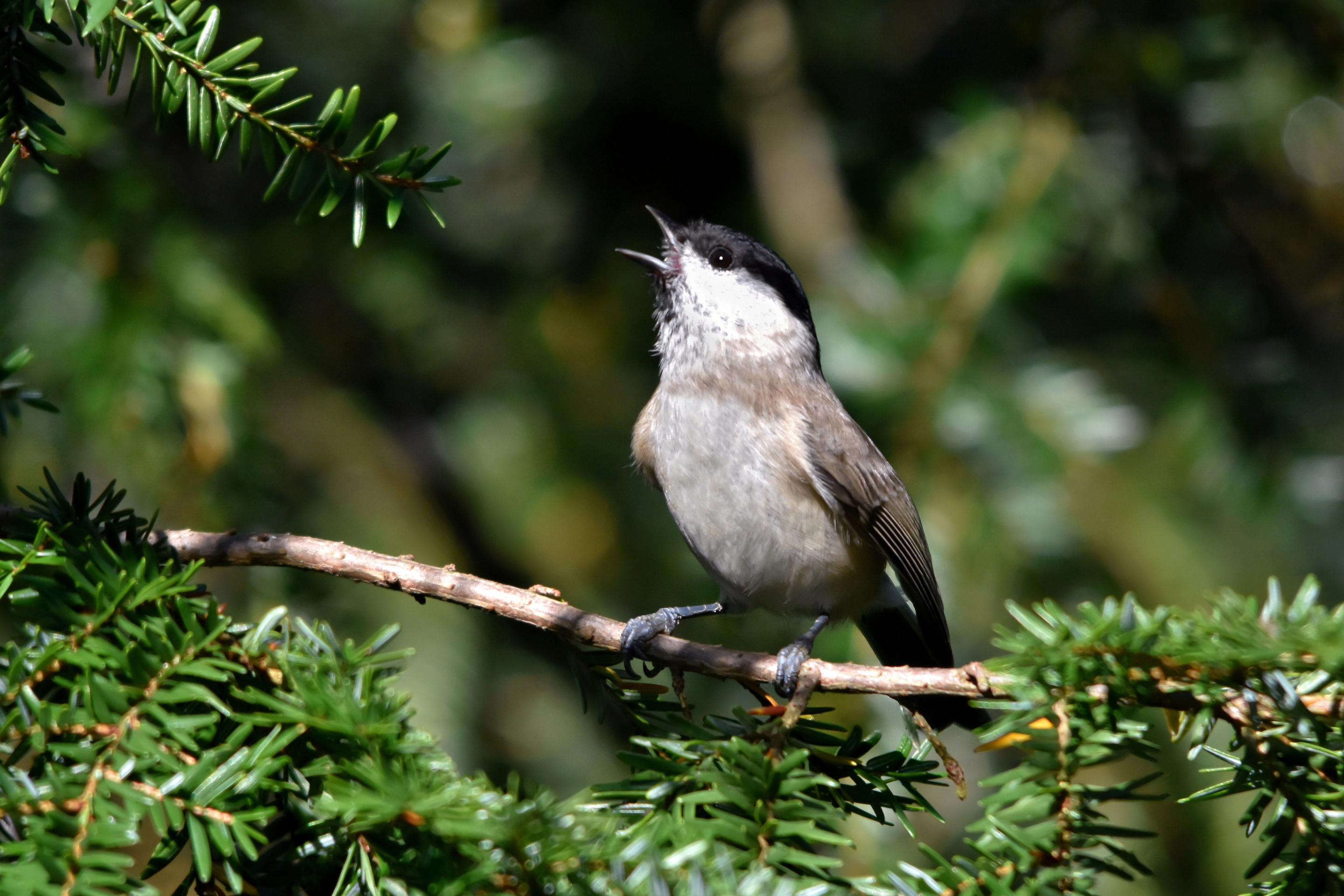 Eine Sumpfmeise singt auf einem Nadelbaum.