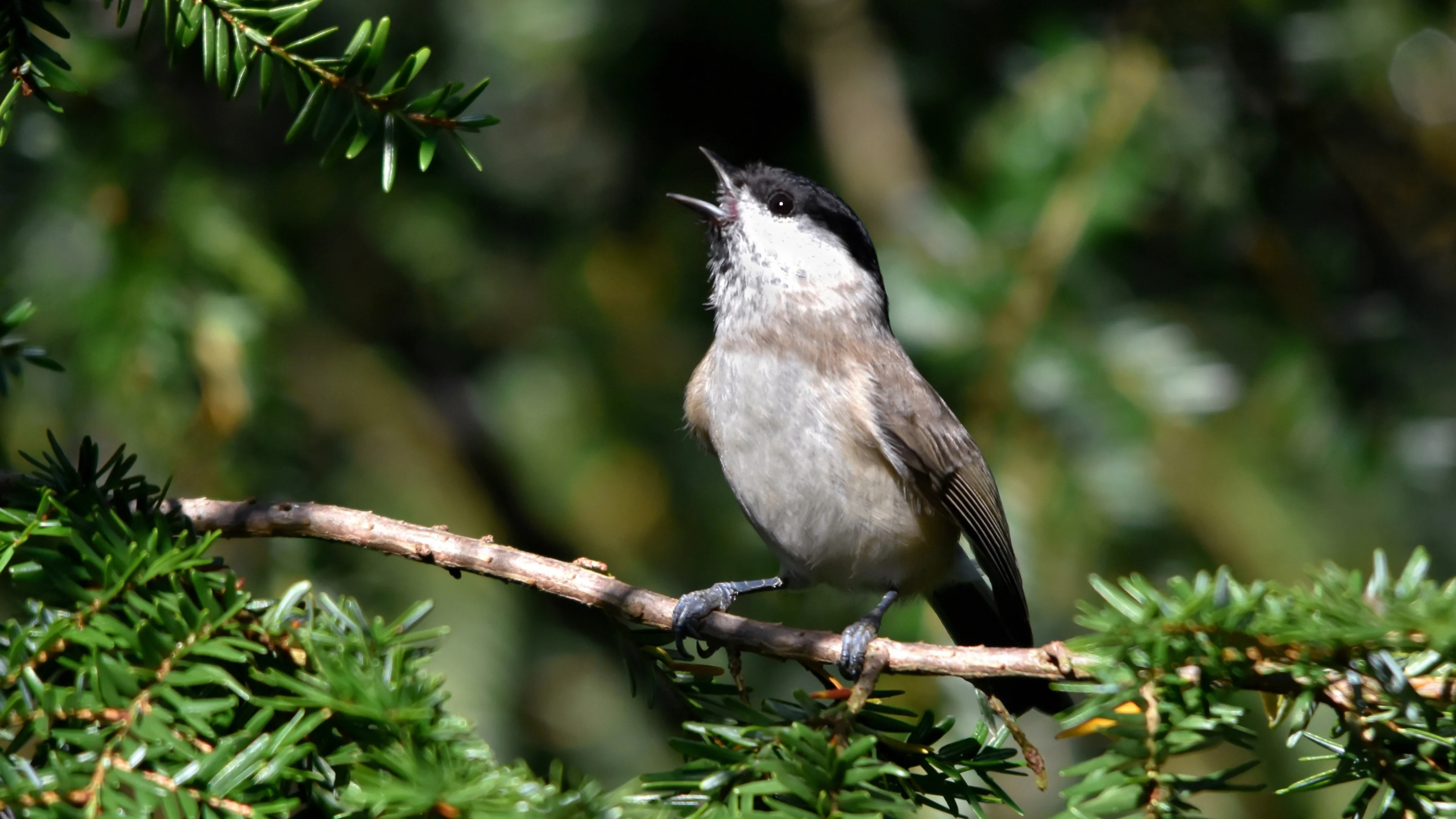Eine Sumpfmeise singt auf einem Nadelbaum.