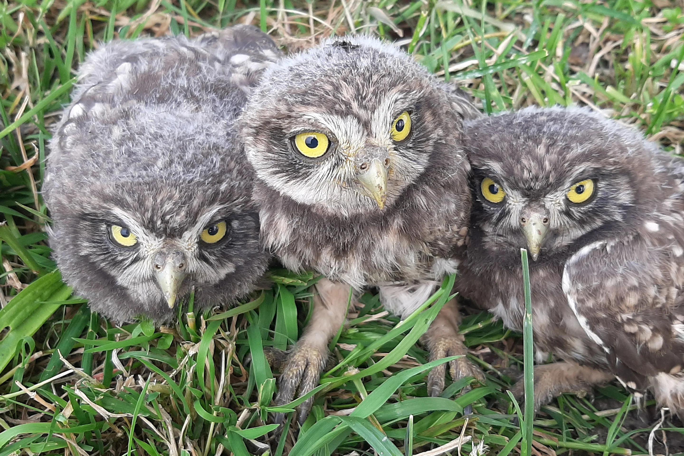 Junge Steinkäuze beim Besendern im Rahmen eines Artenschutzprojekts.
