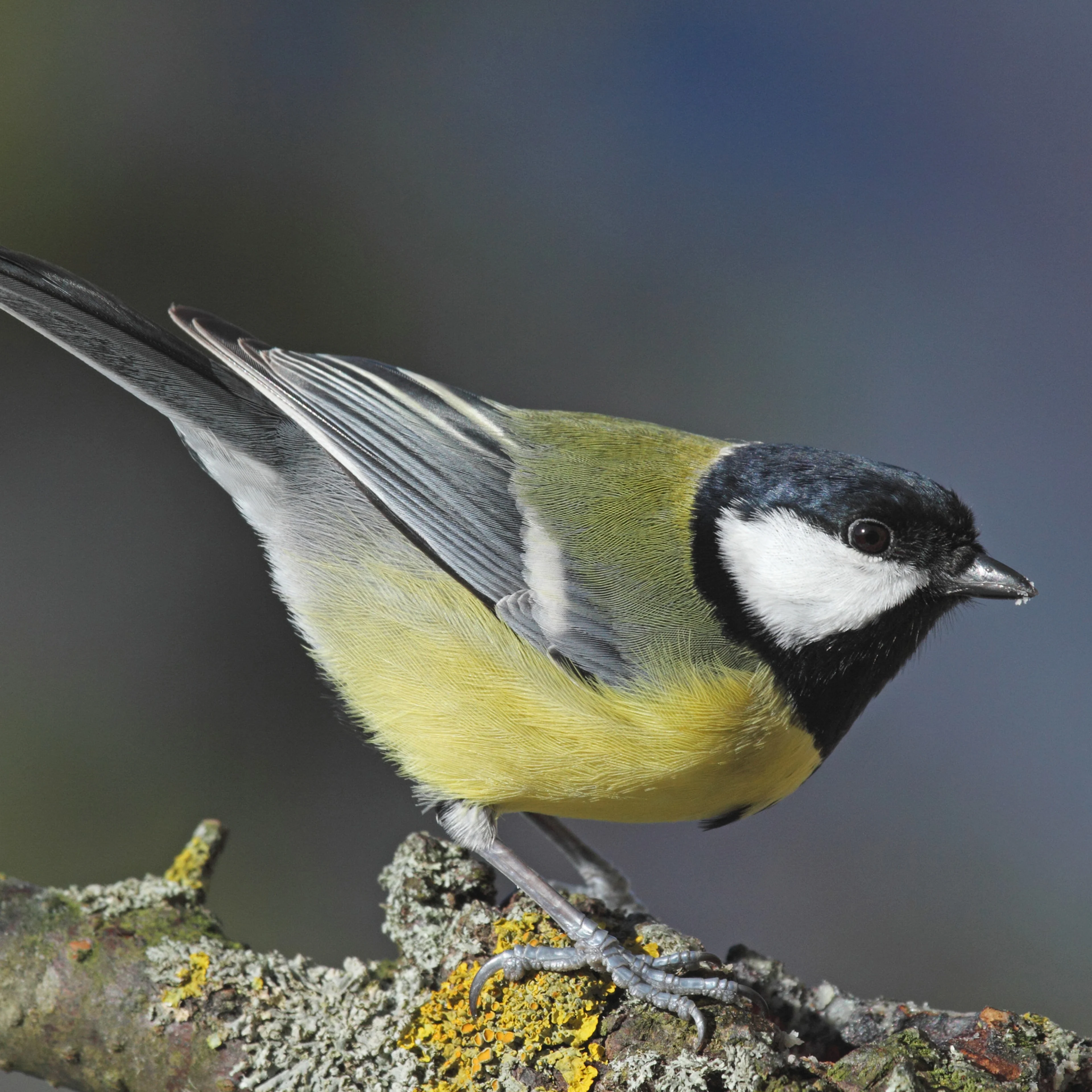 Eine adulte Kohlmeise auf einem Ast.