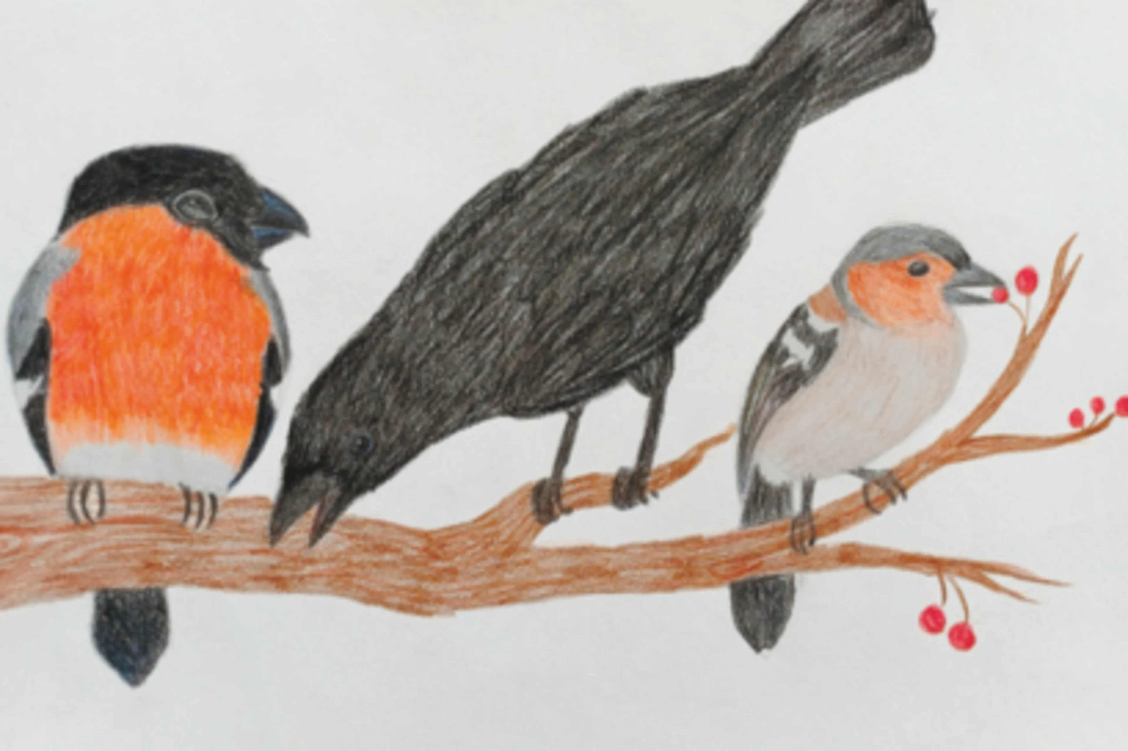 Die Zeichnung eines Gimpels, Krähe und Buchfink, wie sie auf einem Ast sitzen.