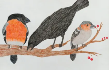 Die Zeichnung eines Gimpels, Krähe und Buchfink, wie sie auf einem Ast sitzen.