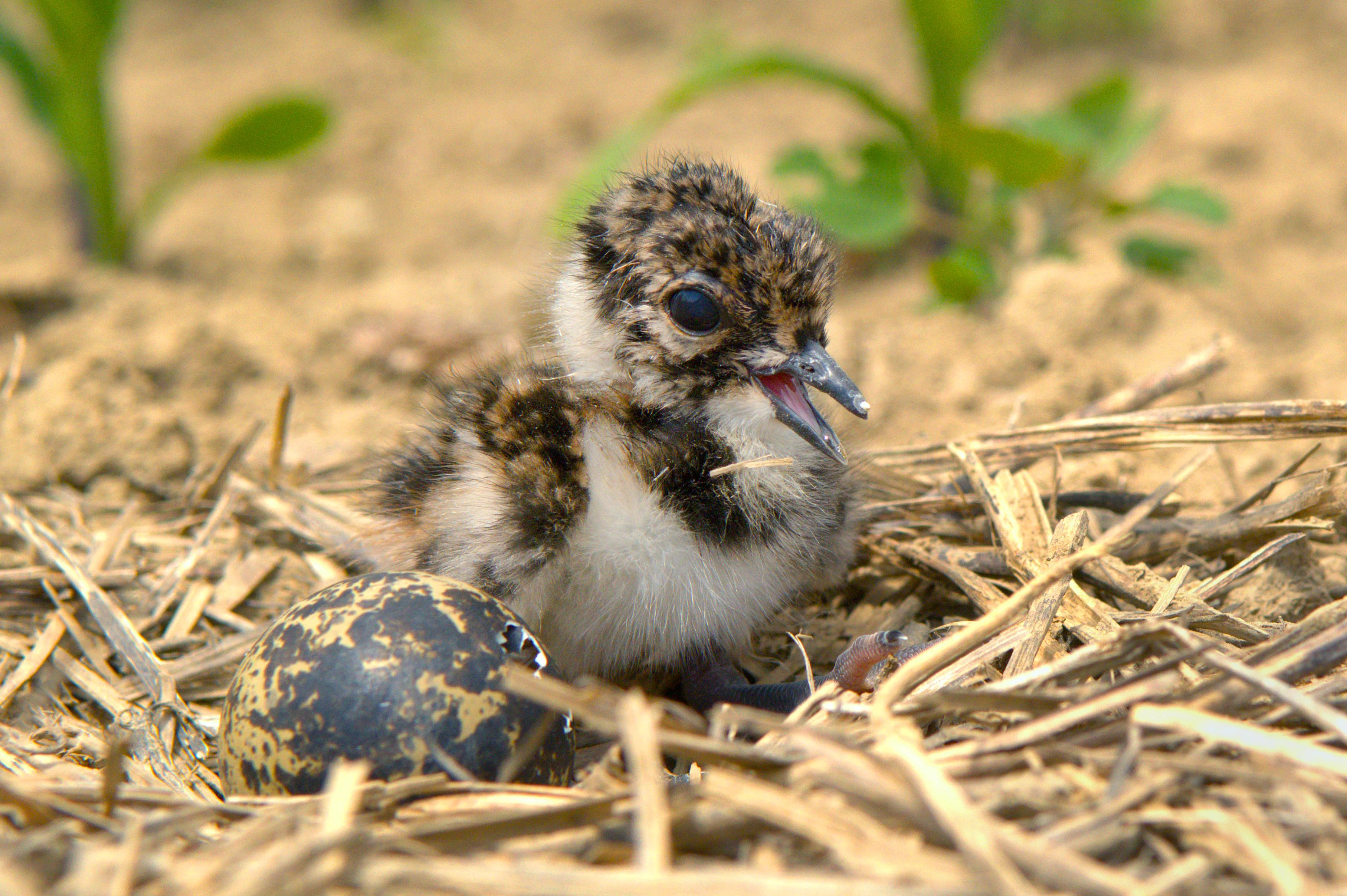 Kiebitz Küken und Ei