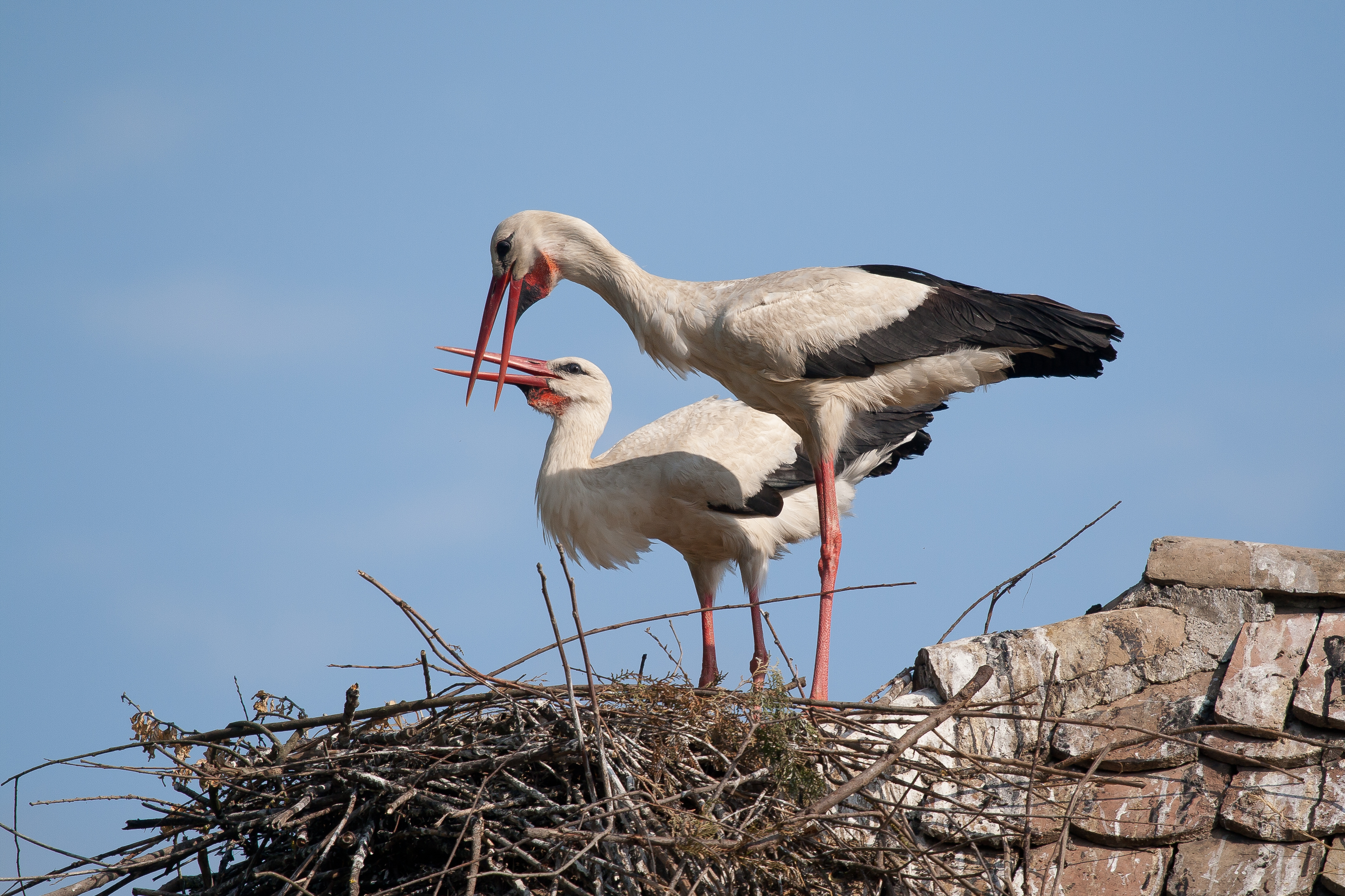 Weißstörche am Horst