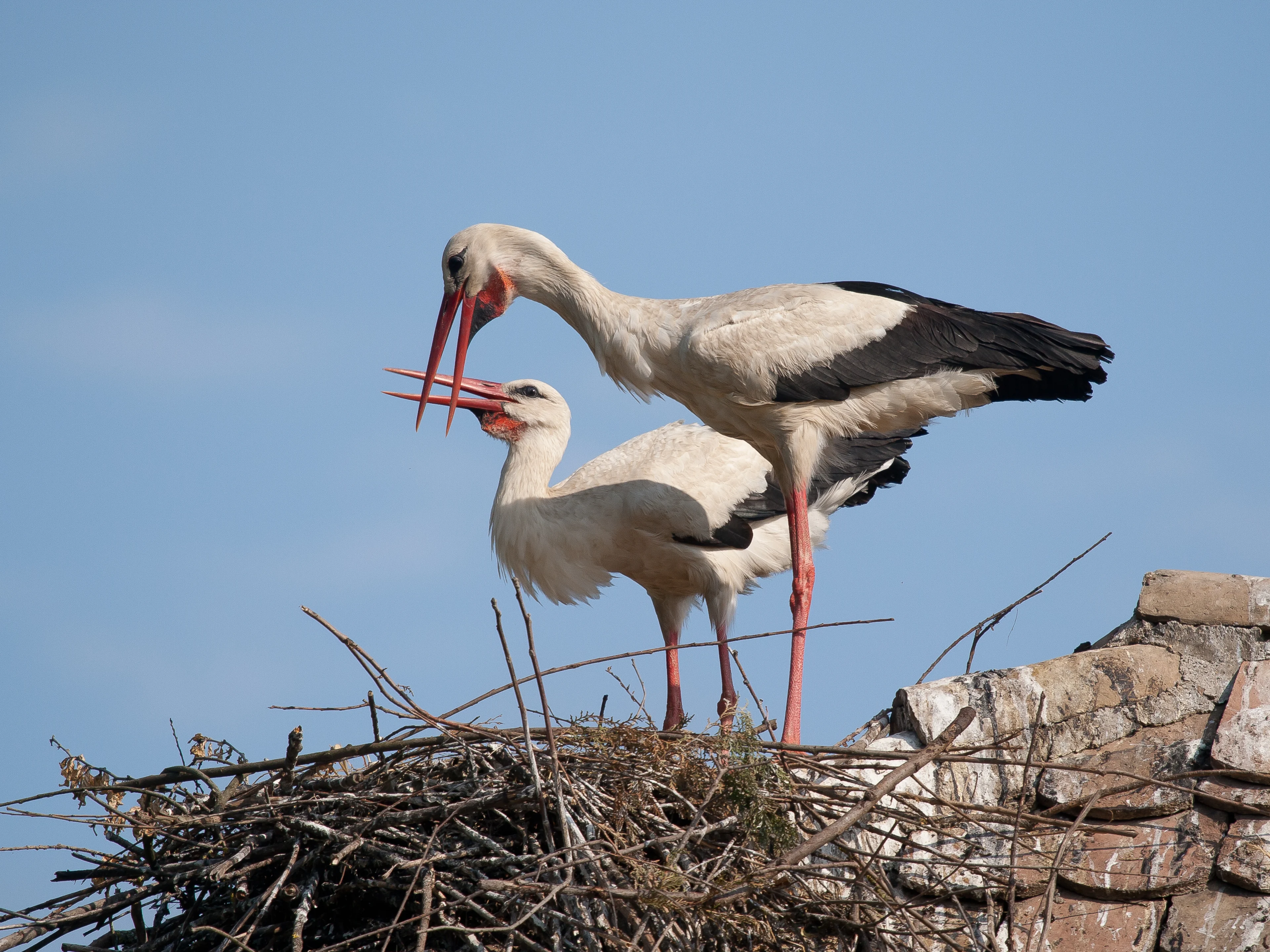 Weißstörche am Horst